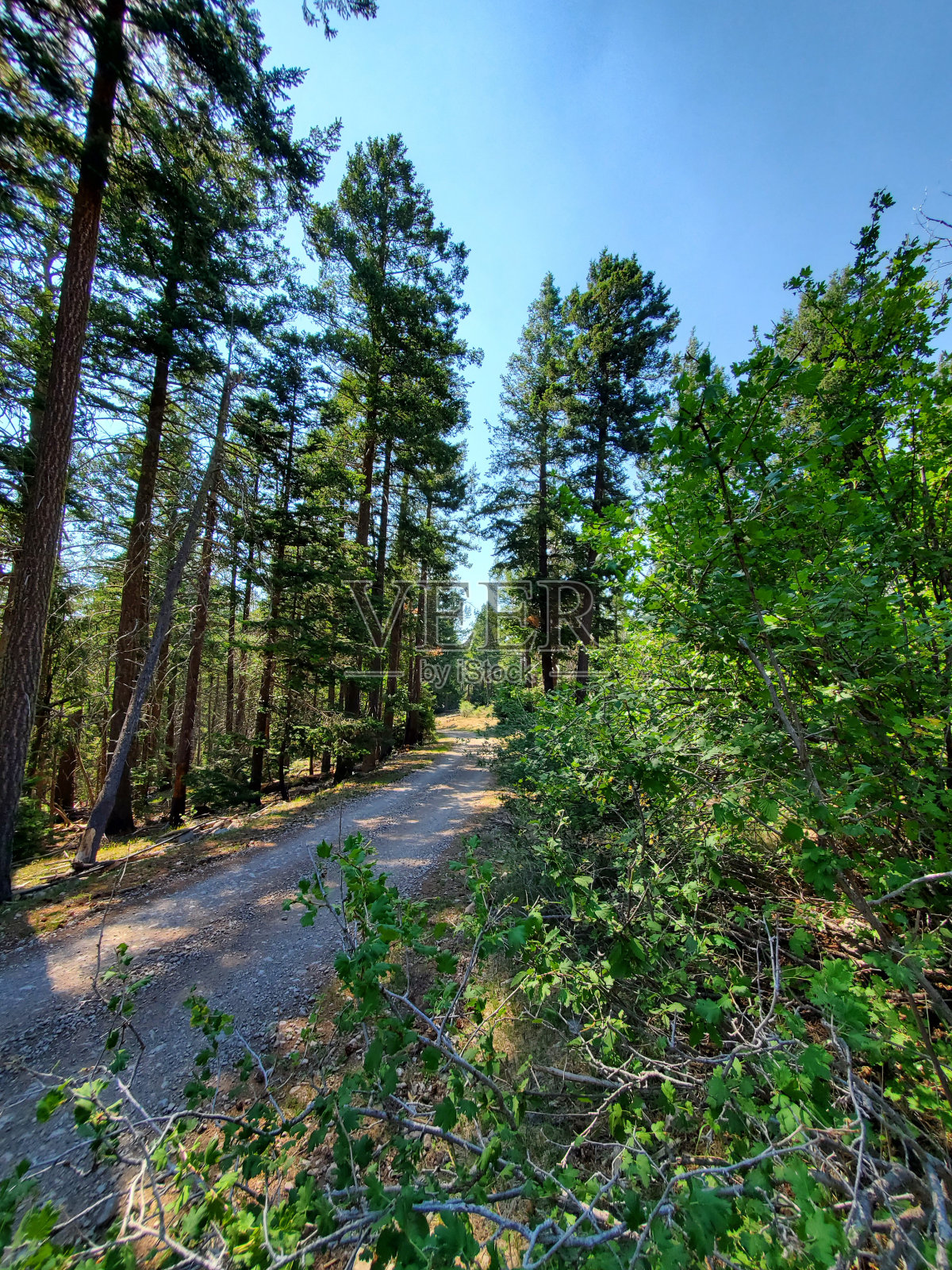夏天的山路照片摄影图片