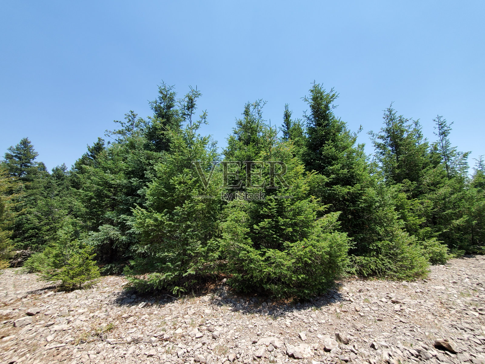 山上的小树照片摄影图片