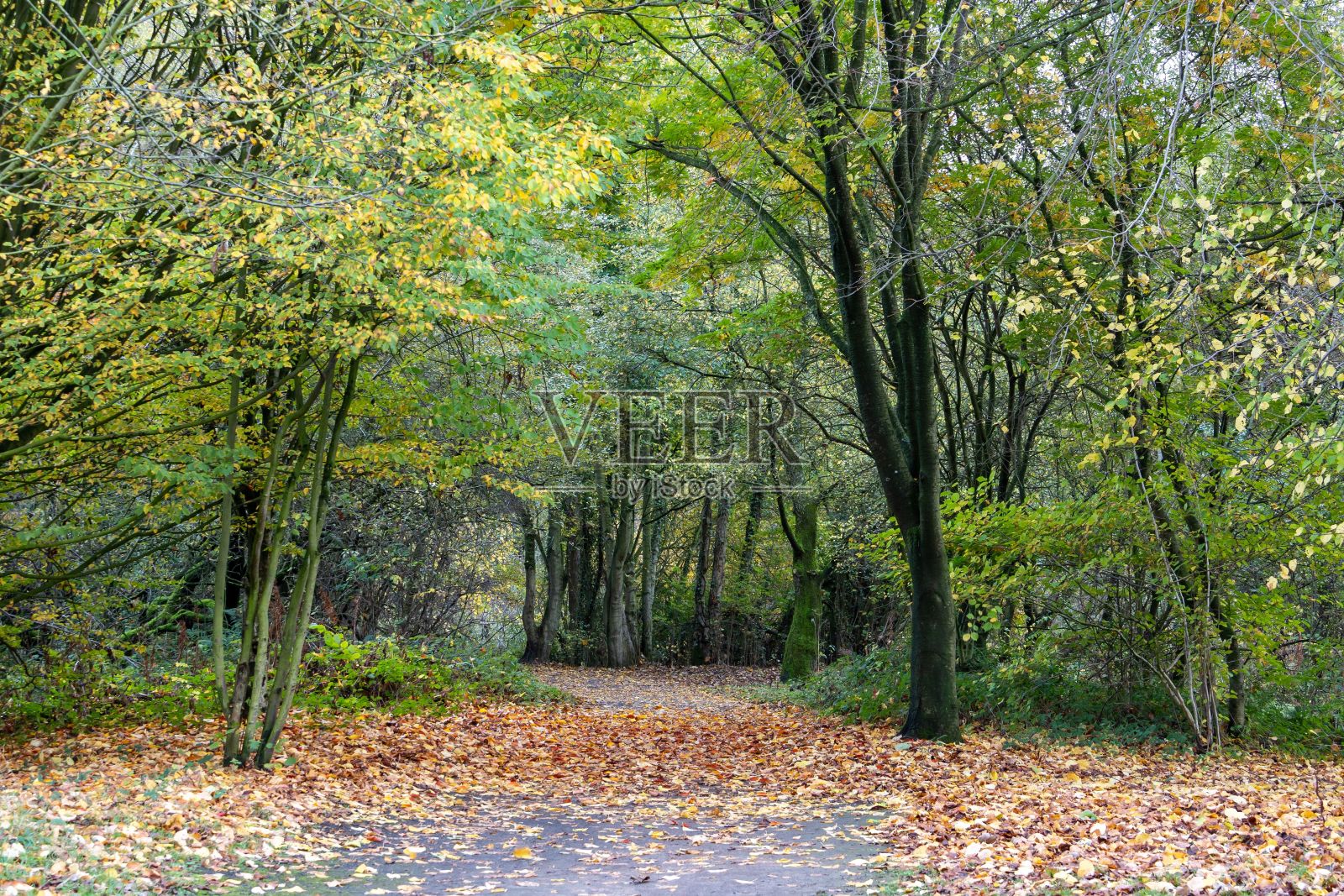 树林里被秋树环绕的小路照片摄影图片