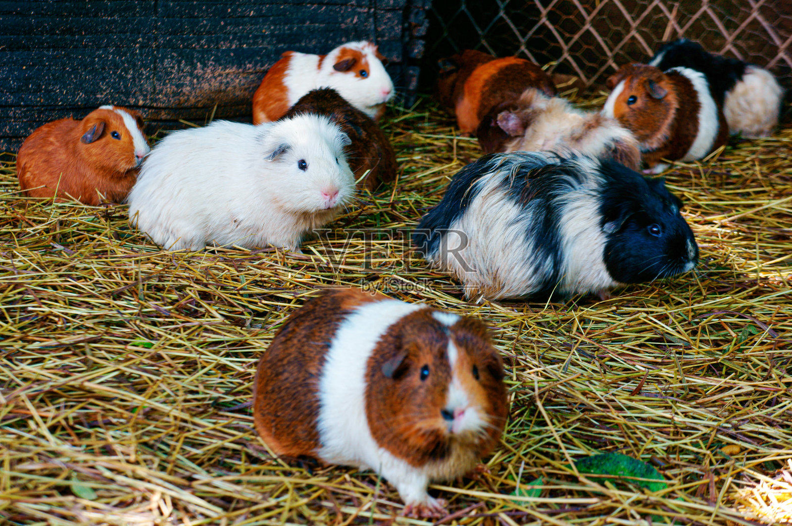 仓鼠在地面上行走的选择性聚焦镜头照片摄影图片