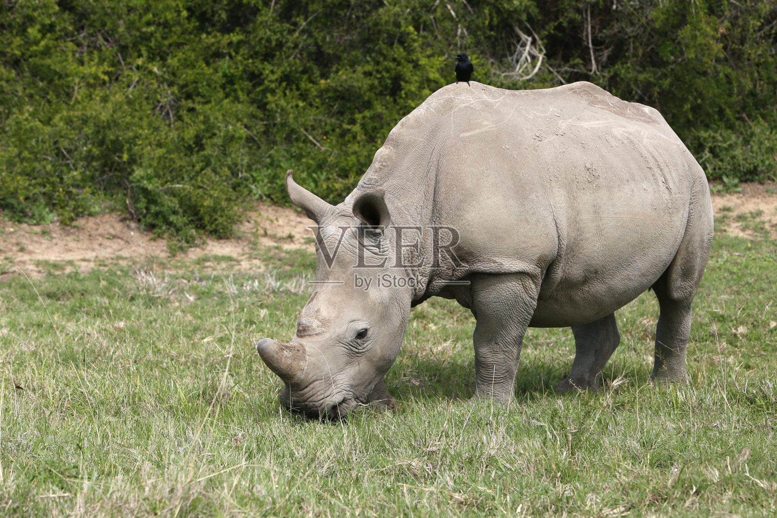 壮观的犀牛在森林里的草地上吃草照片摄影图片