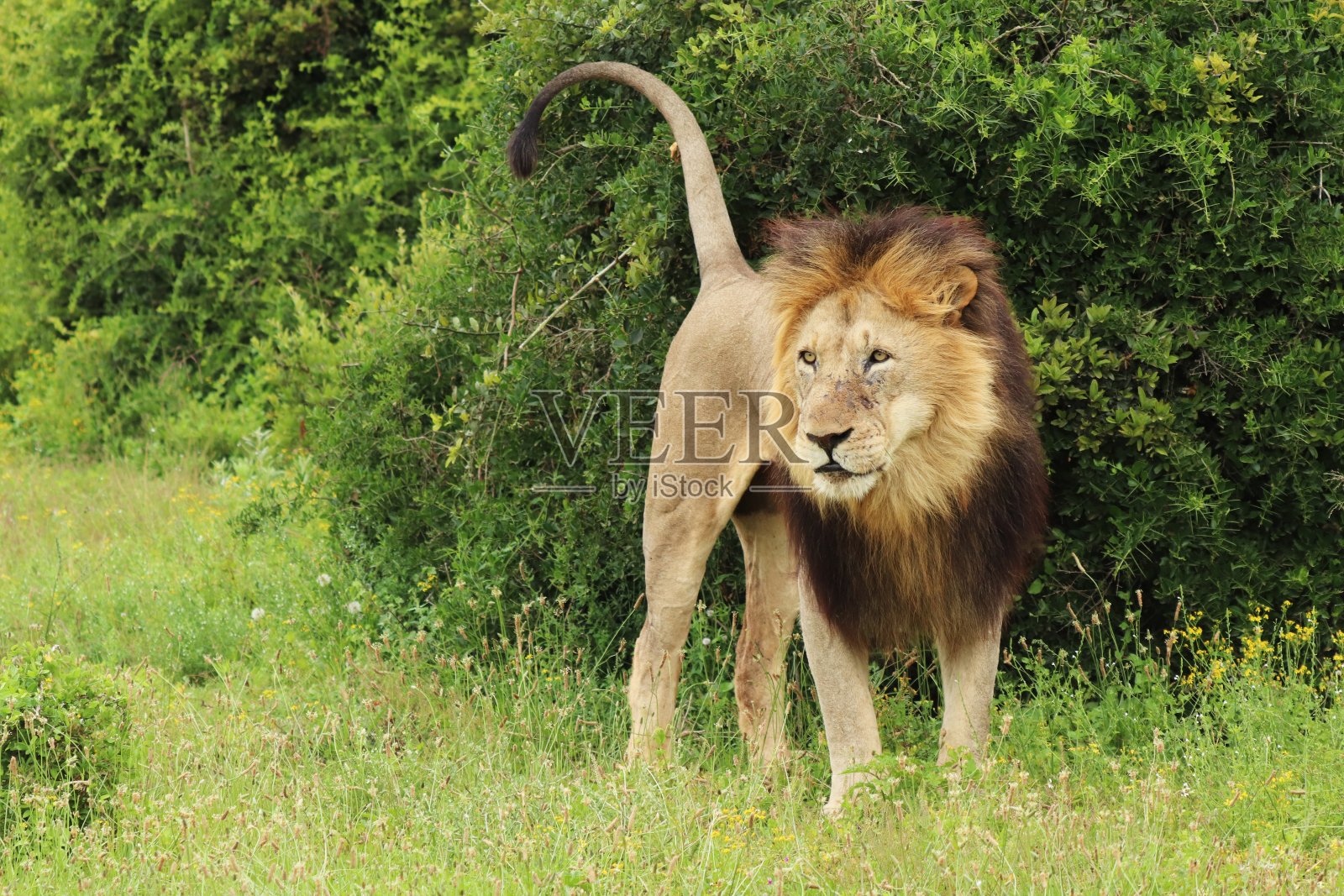 白天在阿多大象国家公园散步的毛茸茸的狮子照片摄影图片