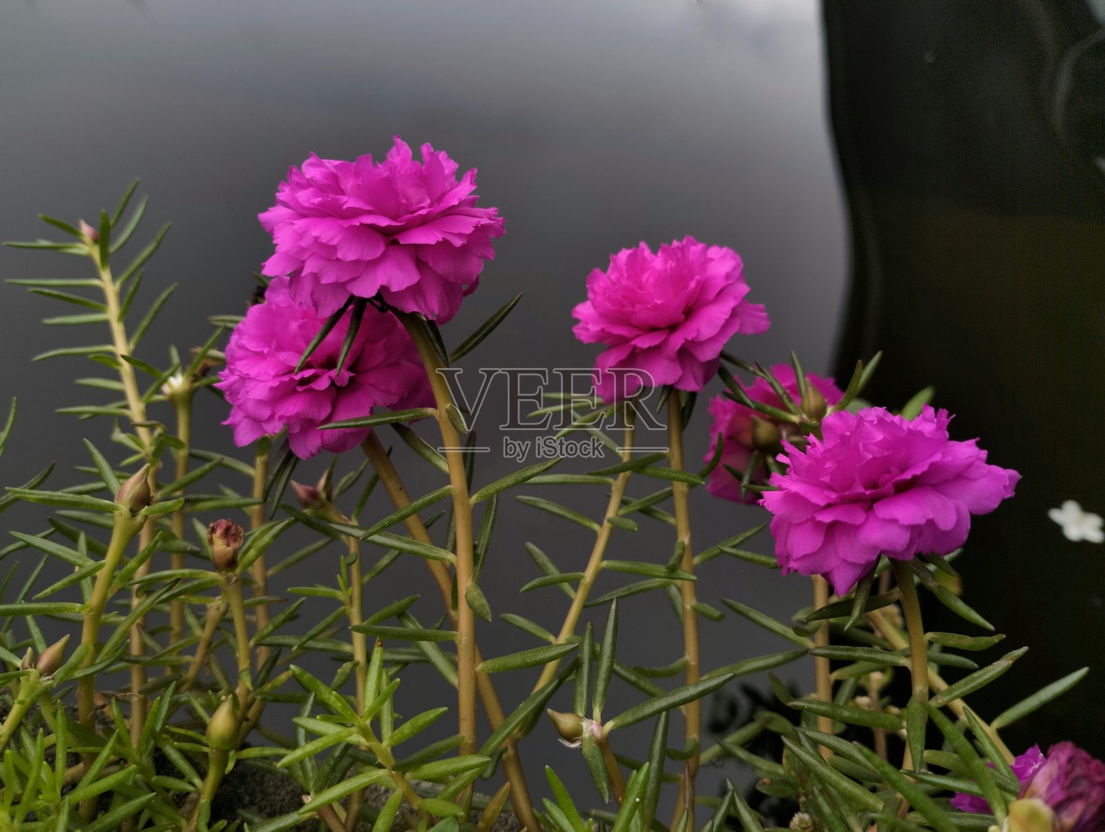 马齿苋属的植物大花蔷薇照片摄影图片