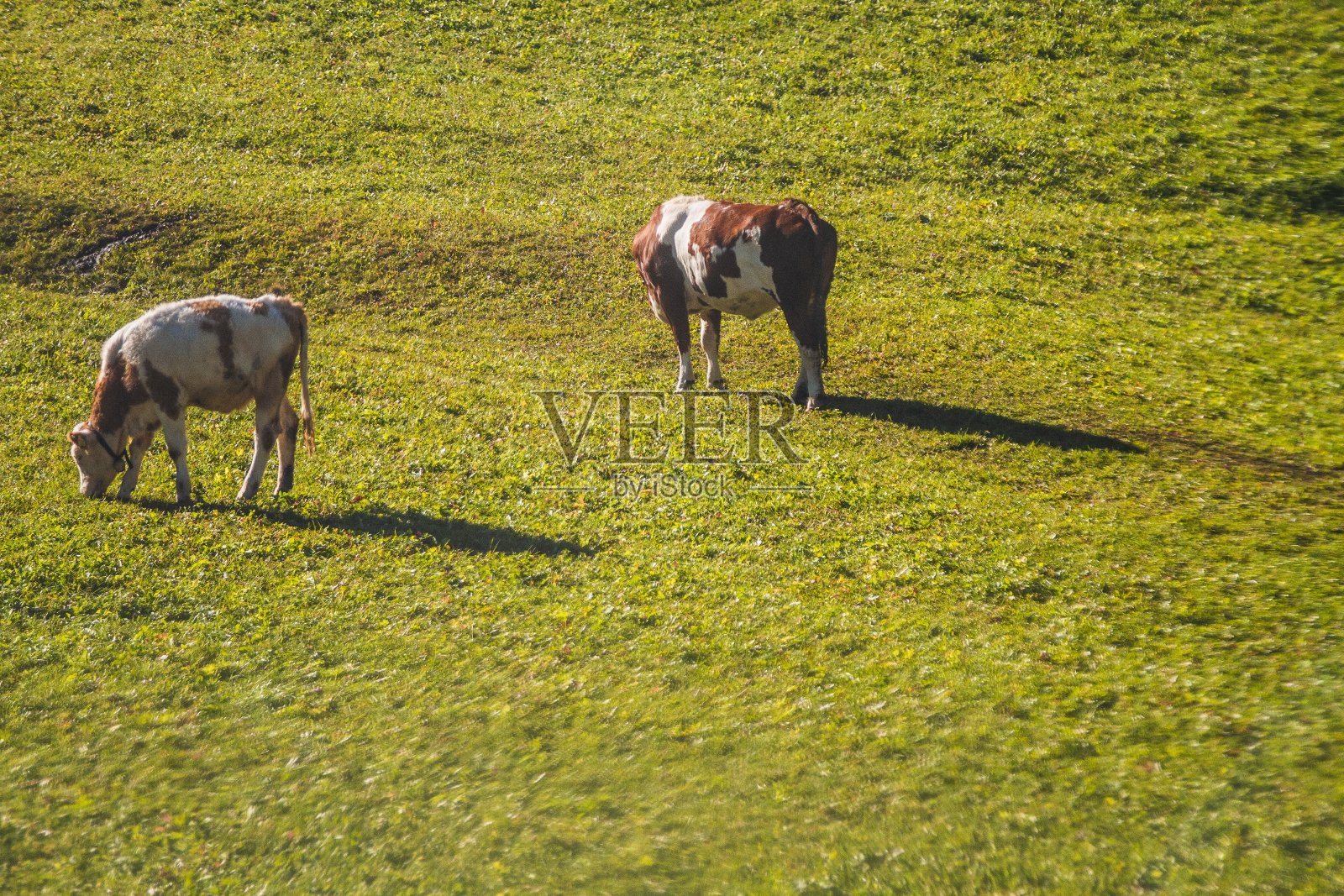 在意大利dolomites的草地上,两头牛在吃草的美丽照片照片摄影图片
