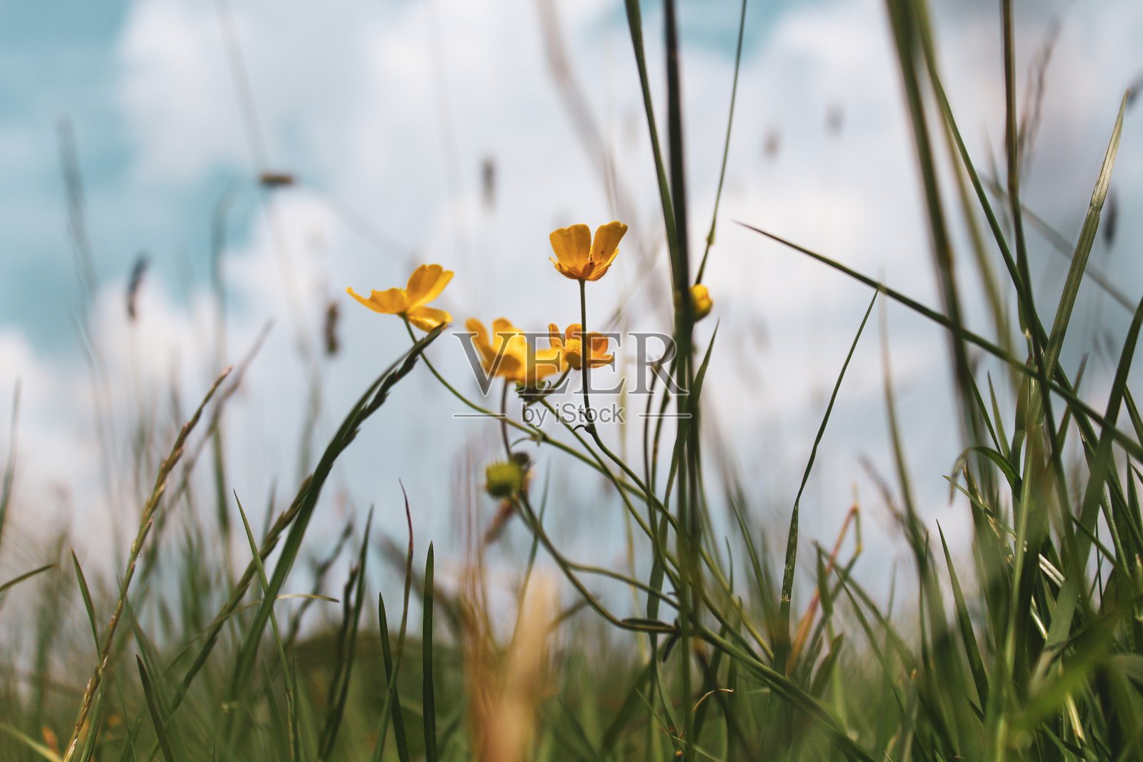 绿色草地上生长的美丽的小黄花的选择性聚焦镜头照片摄影图片