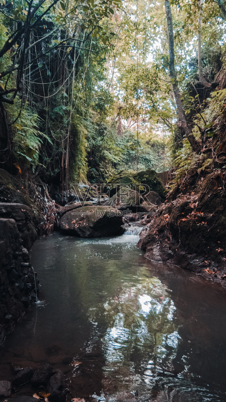 垂直拍摄的小溪在森林中间的绿色树木照片摄影图片