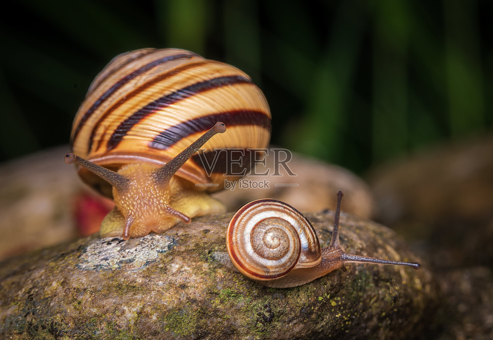 蜗牛的家庭照片摄影图片