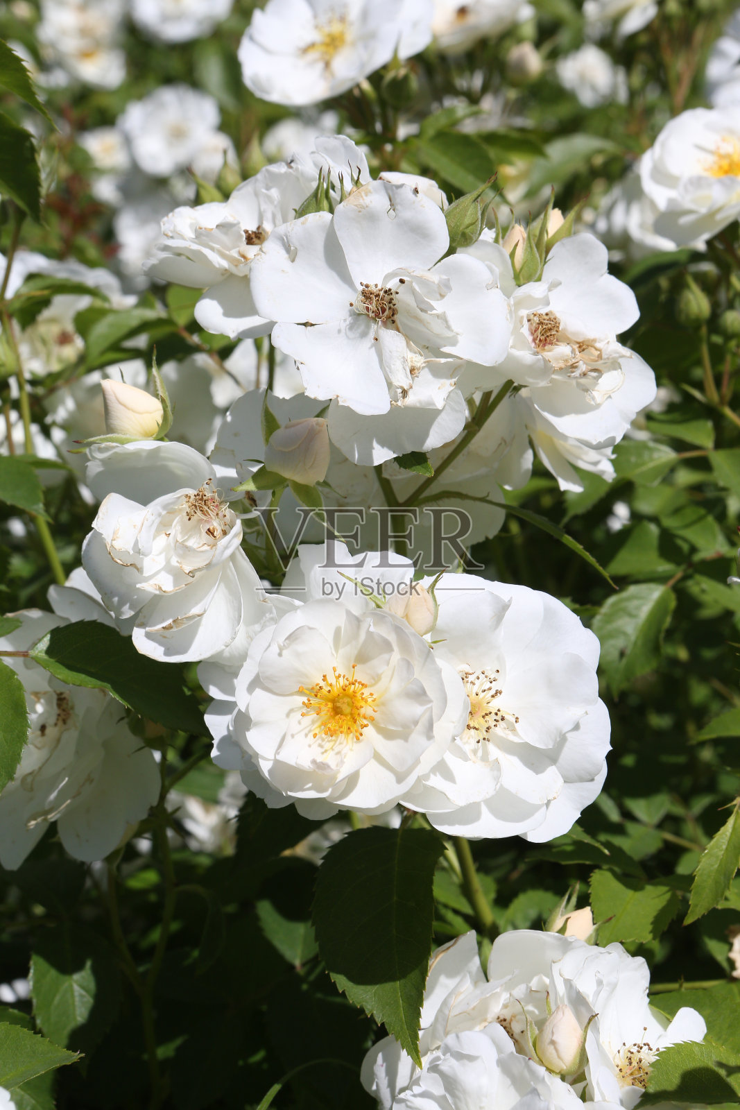 莫斯科花园里的白玫瑰(Spinaker, De Ruiter Innovations B. V.)照片摄影图片