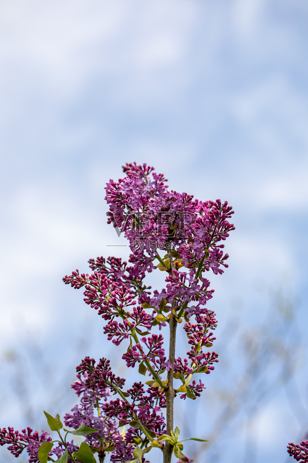 紫丁香花生长在草甸,大型照片摄影图片