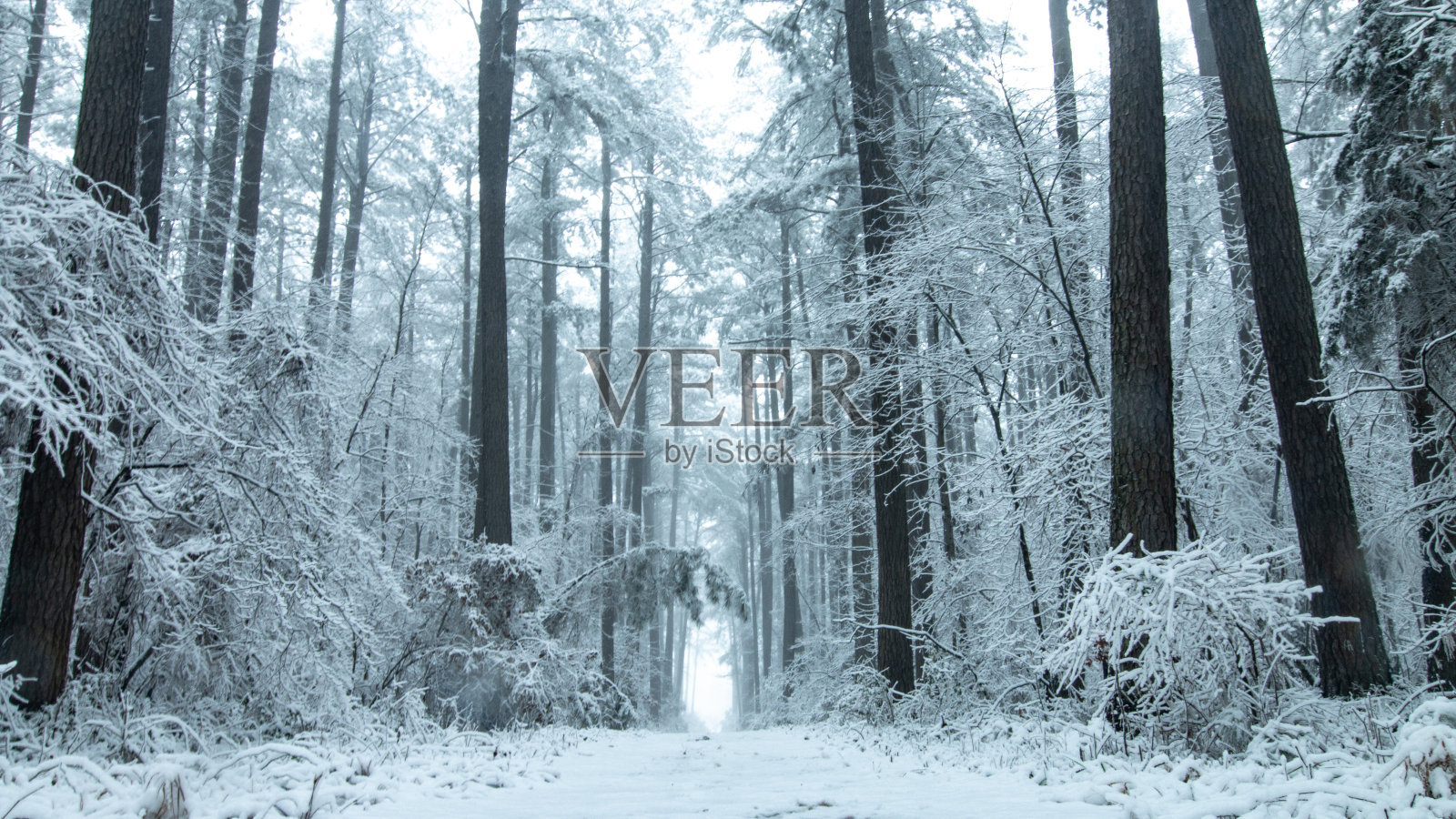 早上雪照片摄影图片