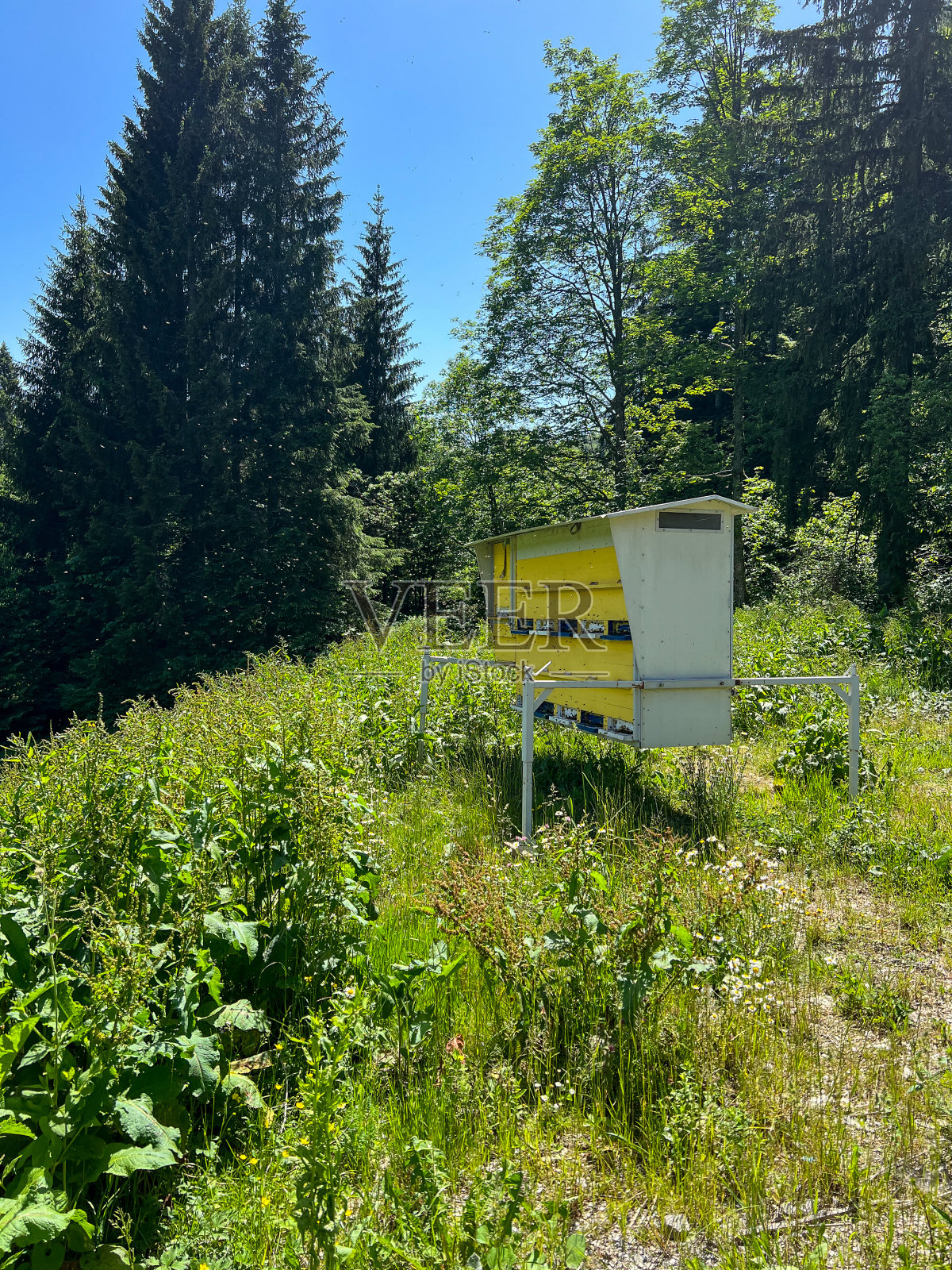 蜂巢在高山上照片摄影图片