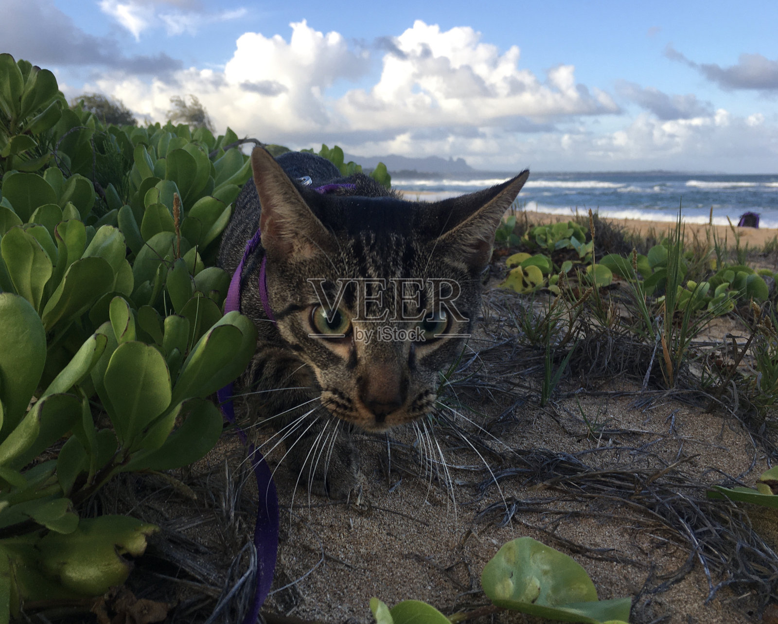 10月黄金时间的小猫在夏威夷考艾岛的利休岛上的考艾海滩。照片摄影图片