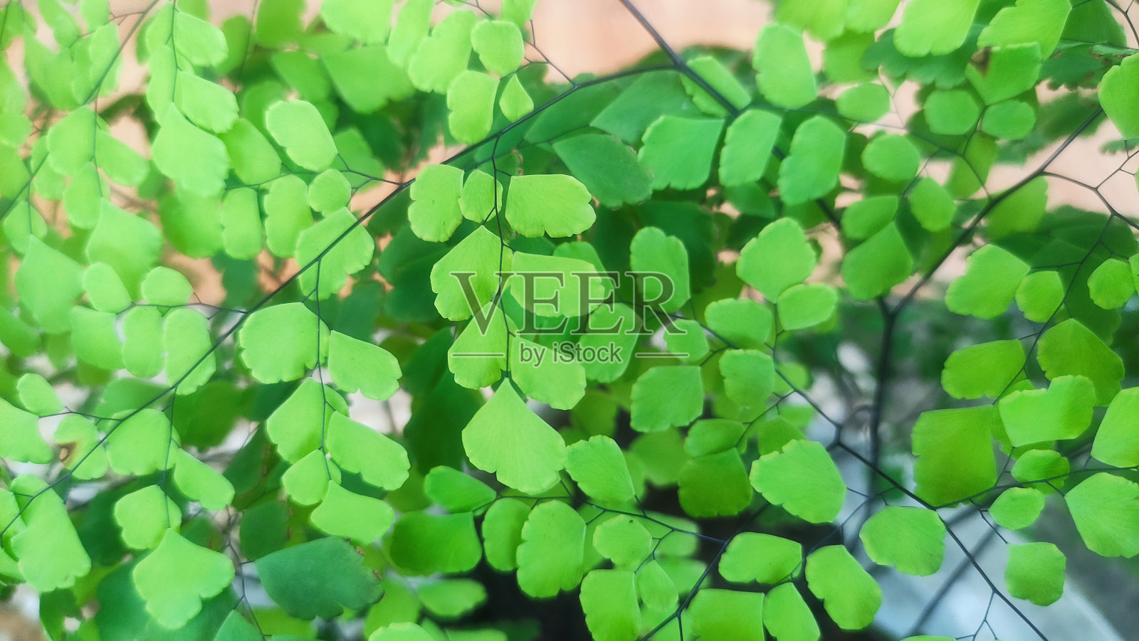 绿色蕨类叶子作为插图背景照片摄影图片