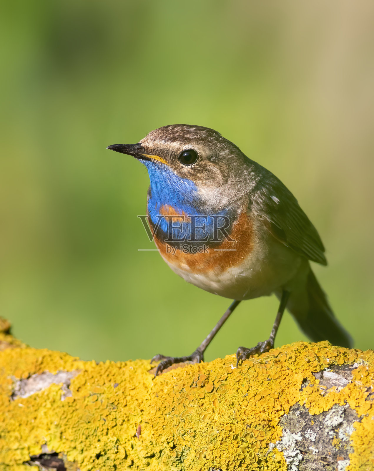 蓝喉歌鸲,Luscinia svecica。这只雄鸟坐在一根美丽的树枝上,背景模糊照片摄影图片
