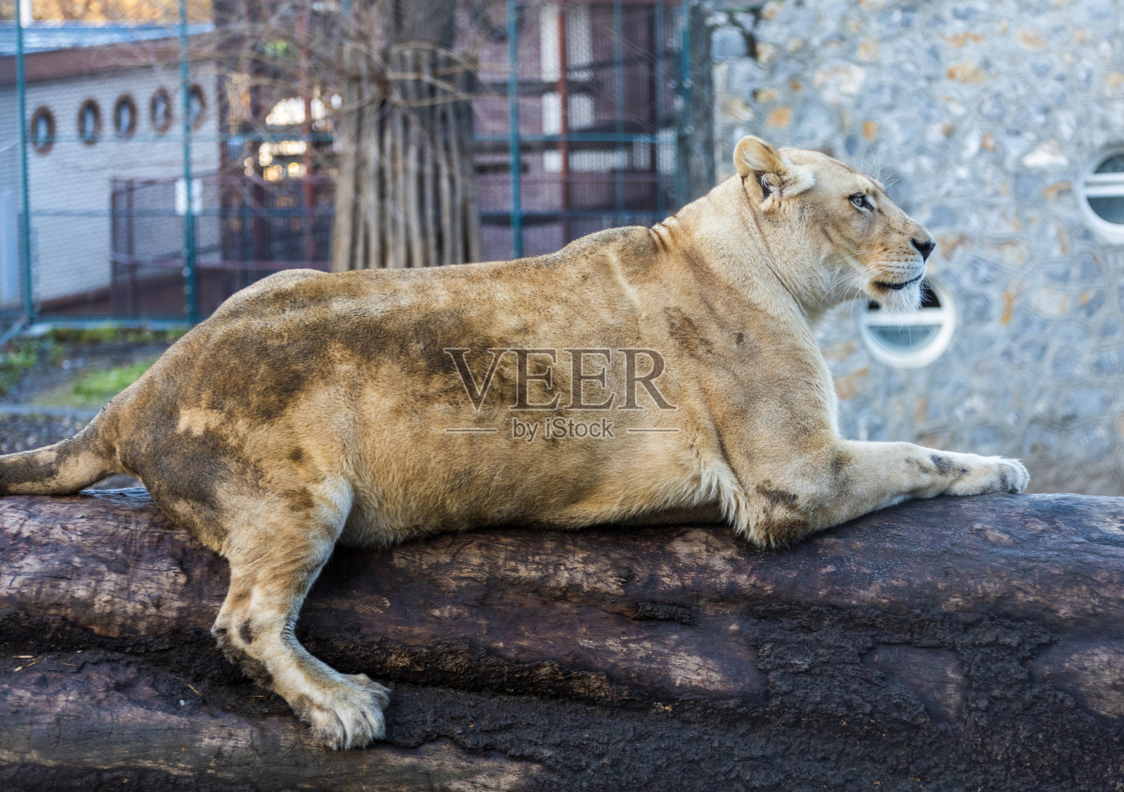 狮子在动物园。照片摄影图片