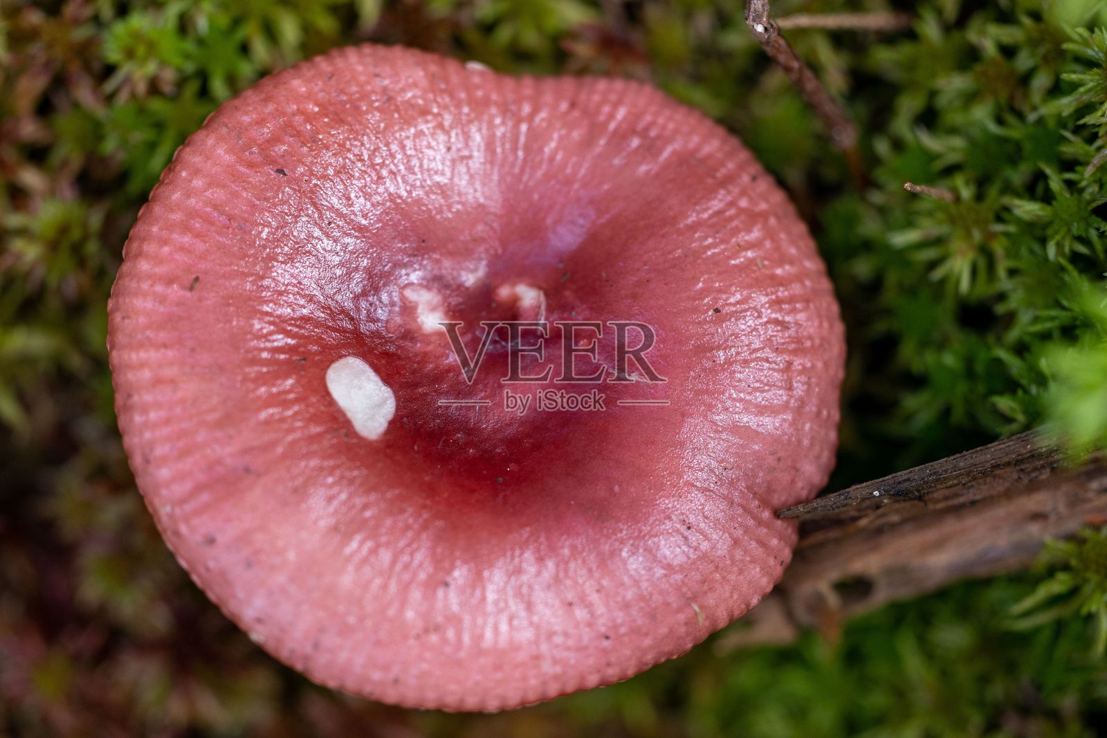 微距镜头的Russala蘑菇生长在潮湿的苔藓照片摄影图片