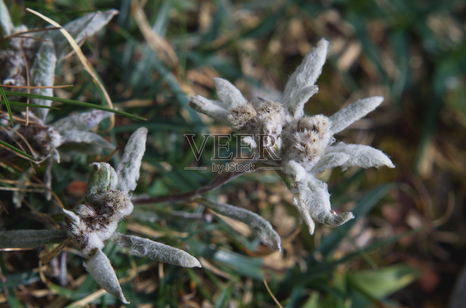 雪绒花照片摄影图片