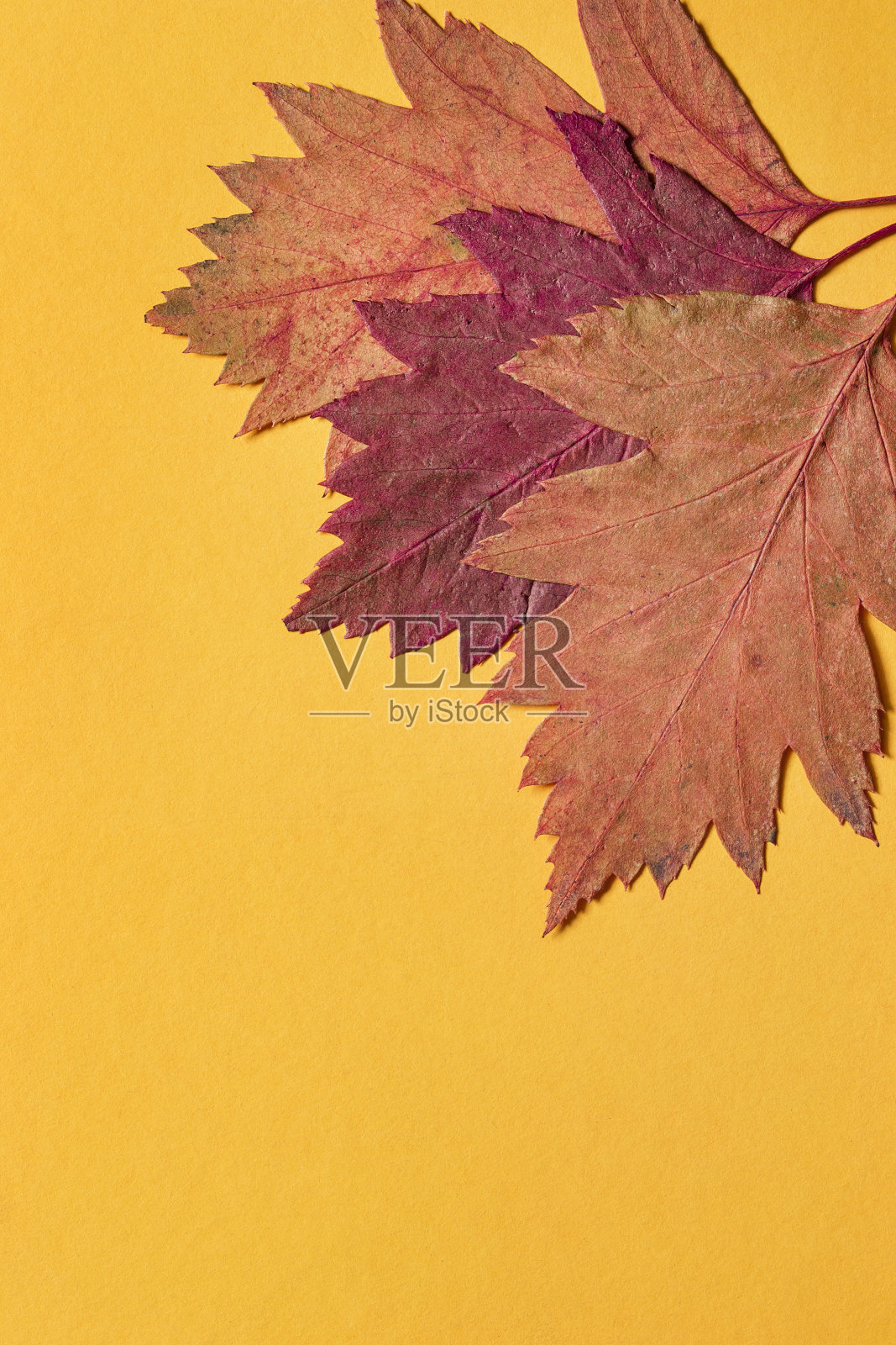 落叶黄了照片摄影图片