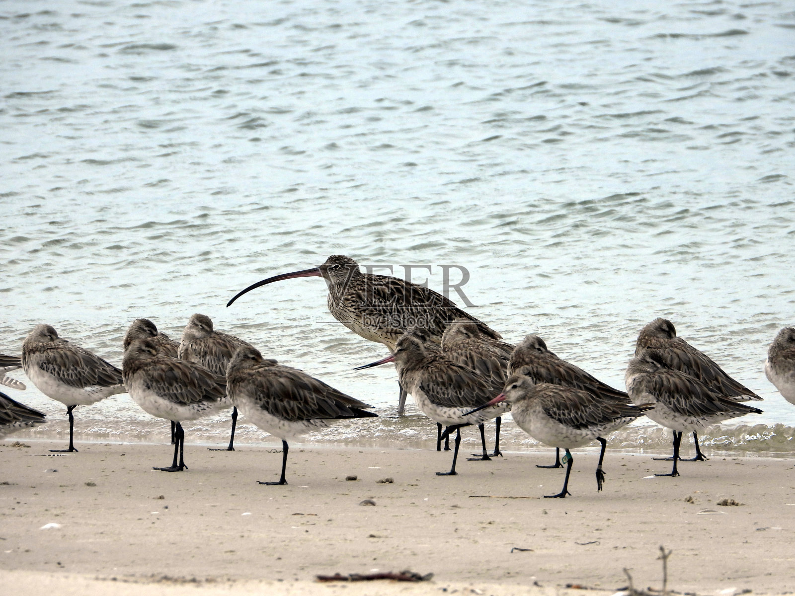 Bribie岛Kakadu海滩上的一群远东杓鹬,矶鹬,大结鸟照片摄影图片