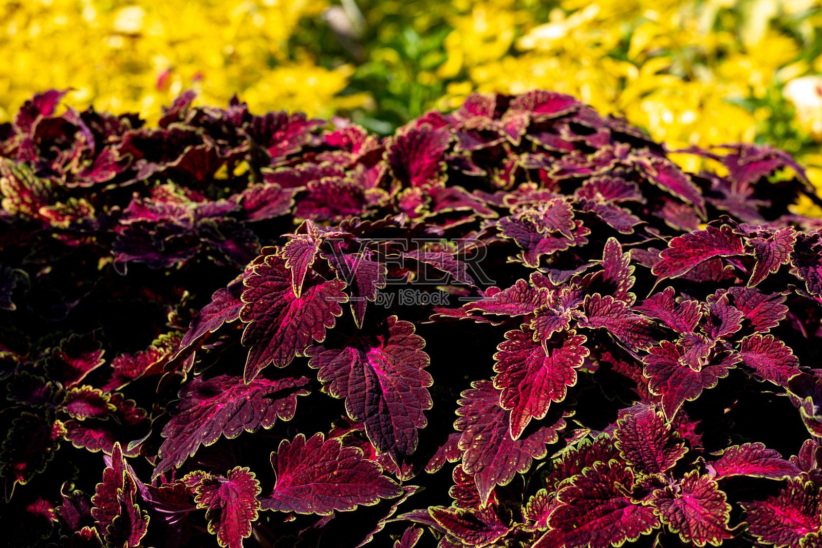 美丽的紫菜叶子的图片。照片摄影图片