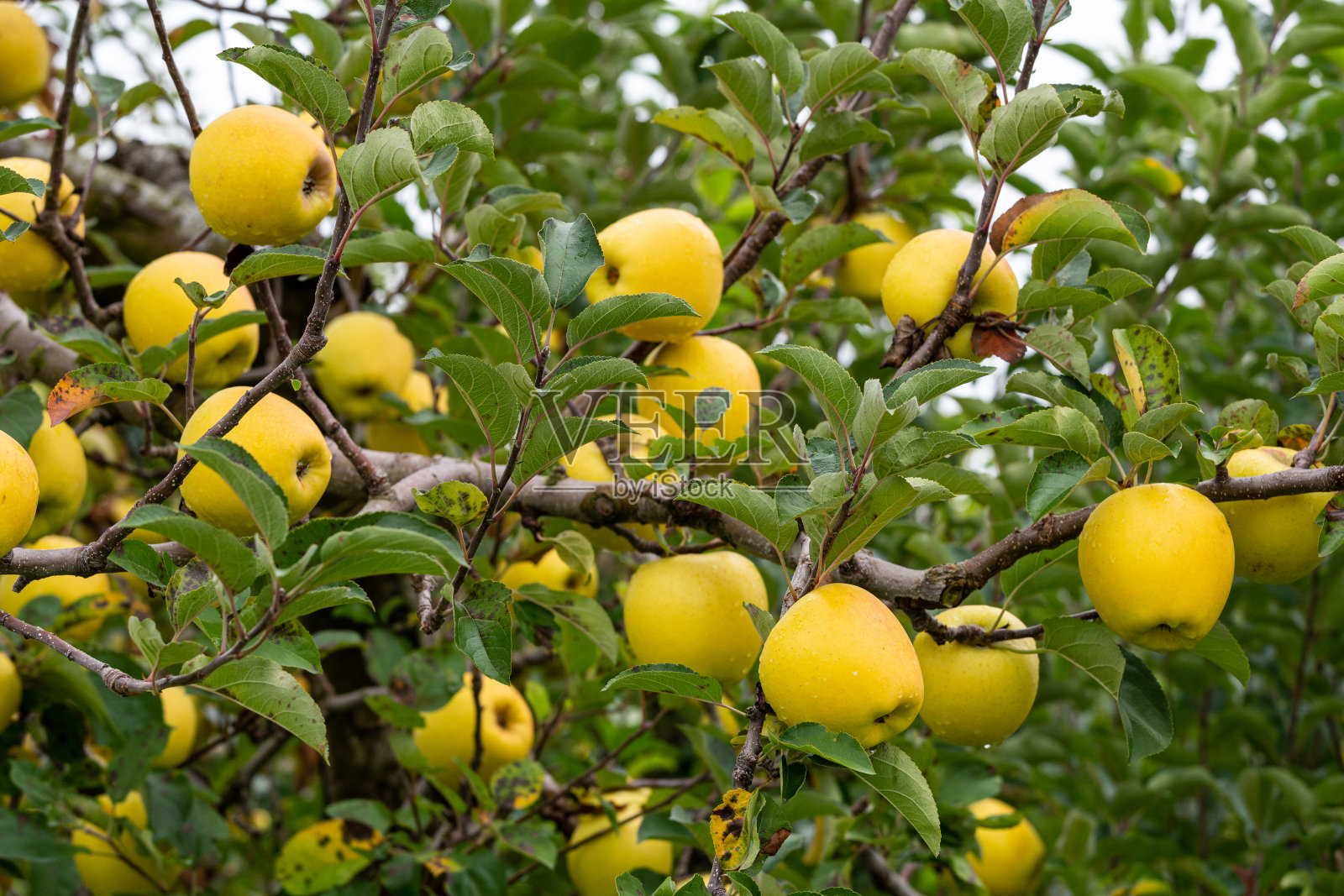 来自日本果园即将收获的美味苹果。照片摄影图片