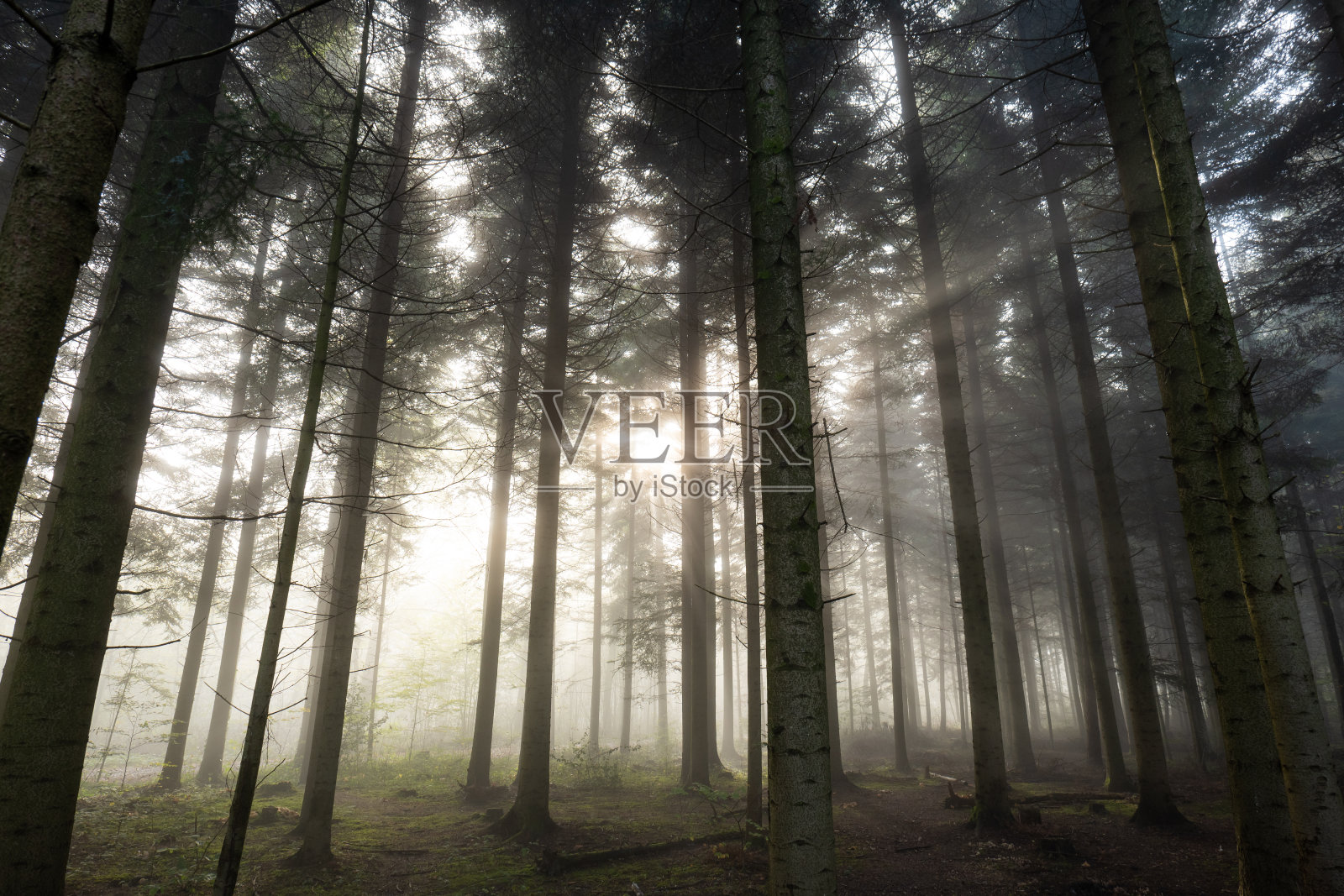 秋天雾蒙蒙的森林景色,朝阳透过晨雾照耀。广角,喜怒无常,没人,欧洲照片摄影图片
