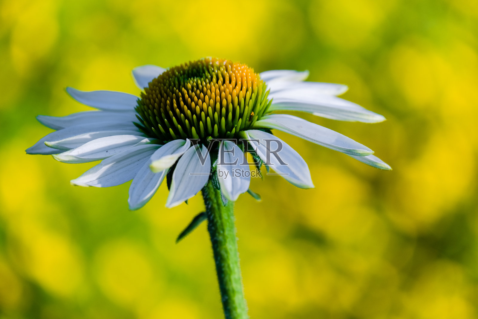 花花的花园照片摄影图片