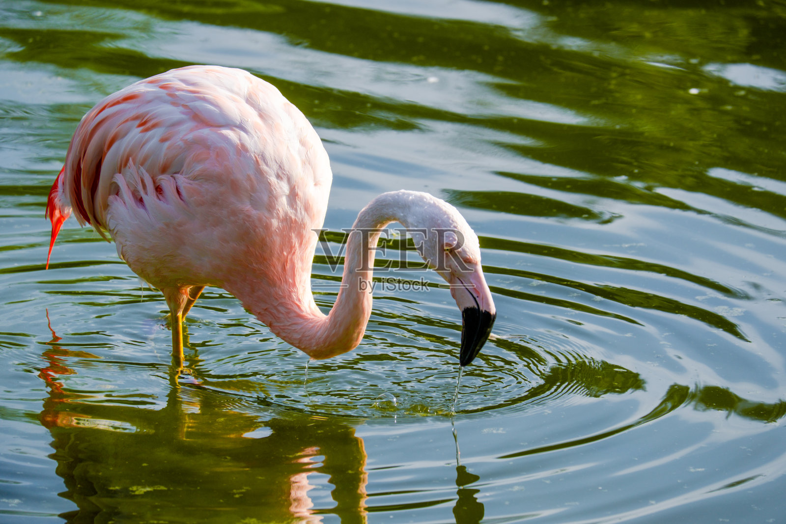 火烈鸟在水中照片摄影图片