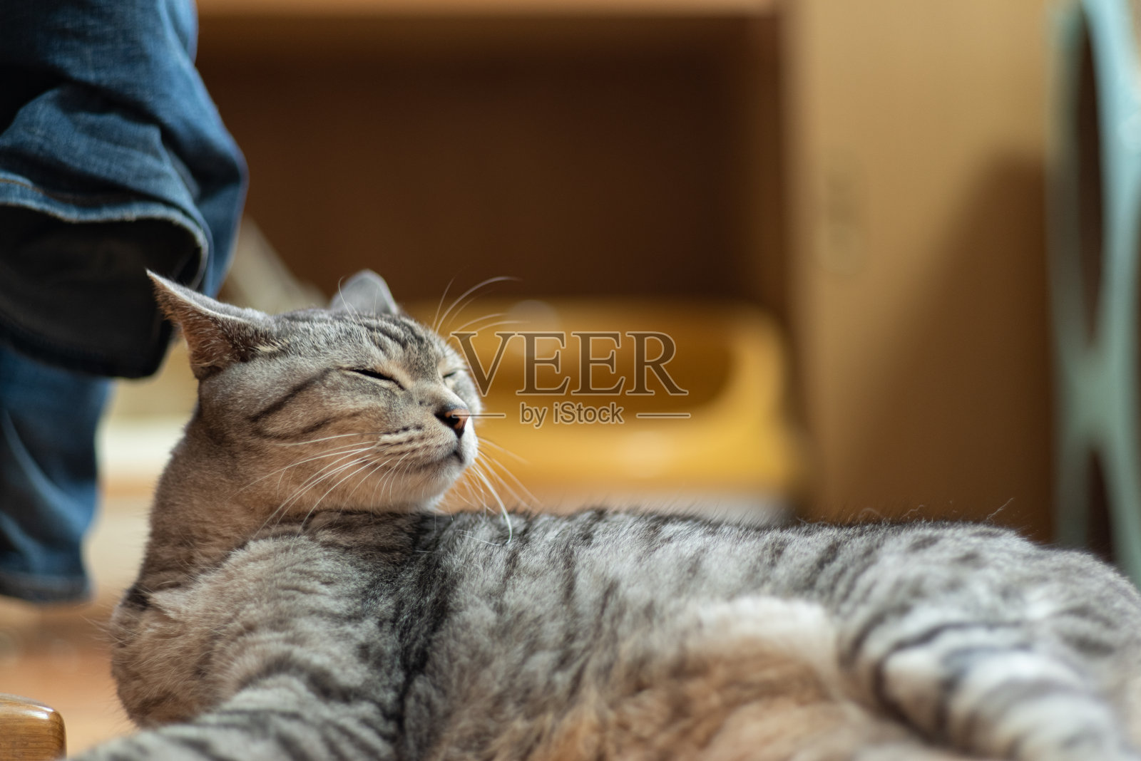 放松的猫照片摄影图片