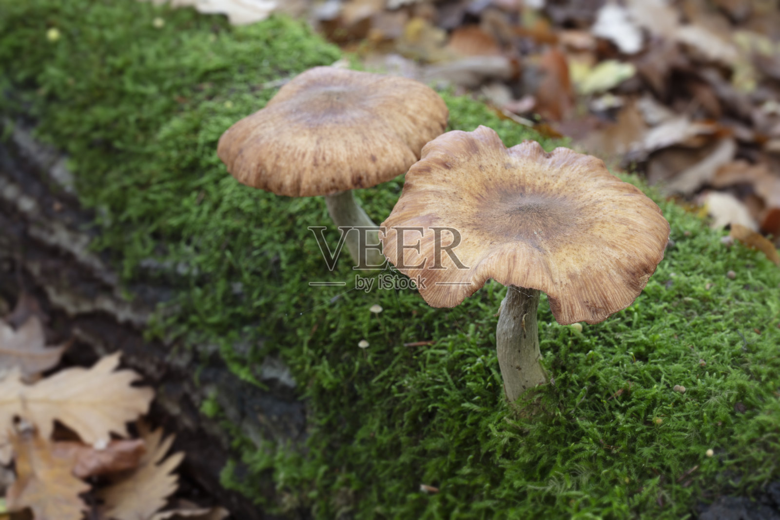 秋天树林里的蘑菇照片摄影图片