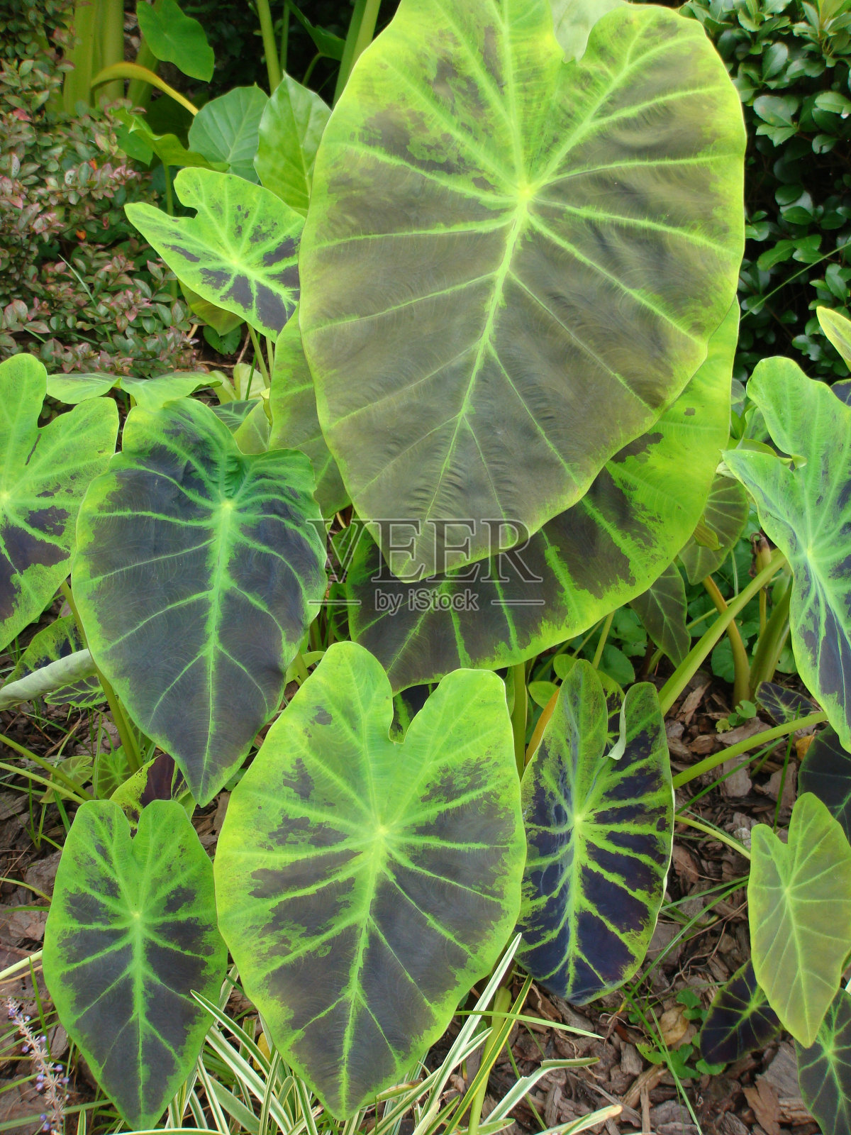 大象的耳朵植物照片摄影图片