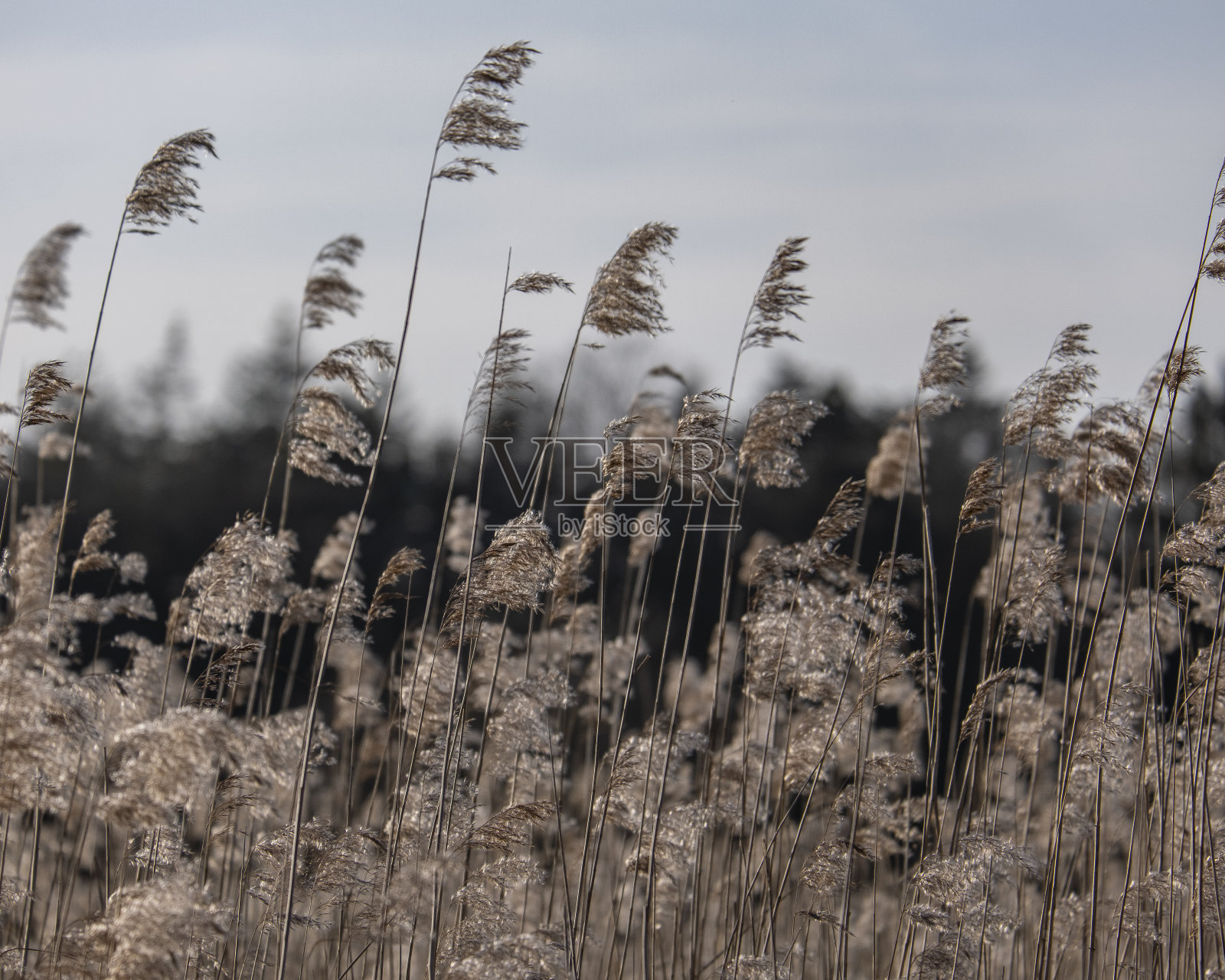 植物在自然界中照片摄影图片