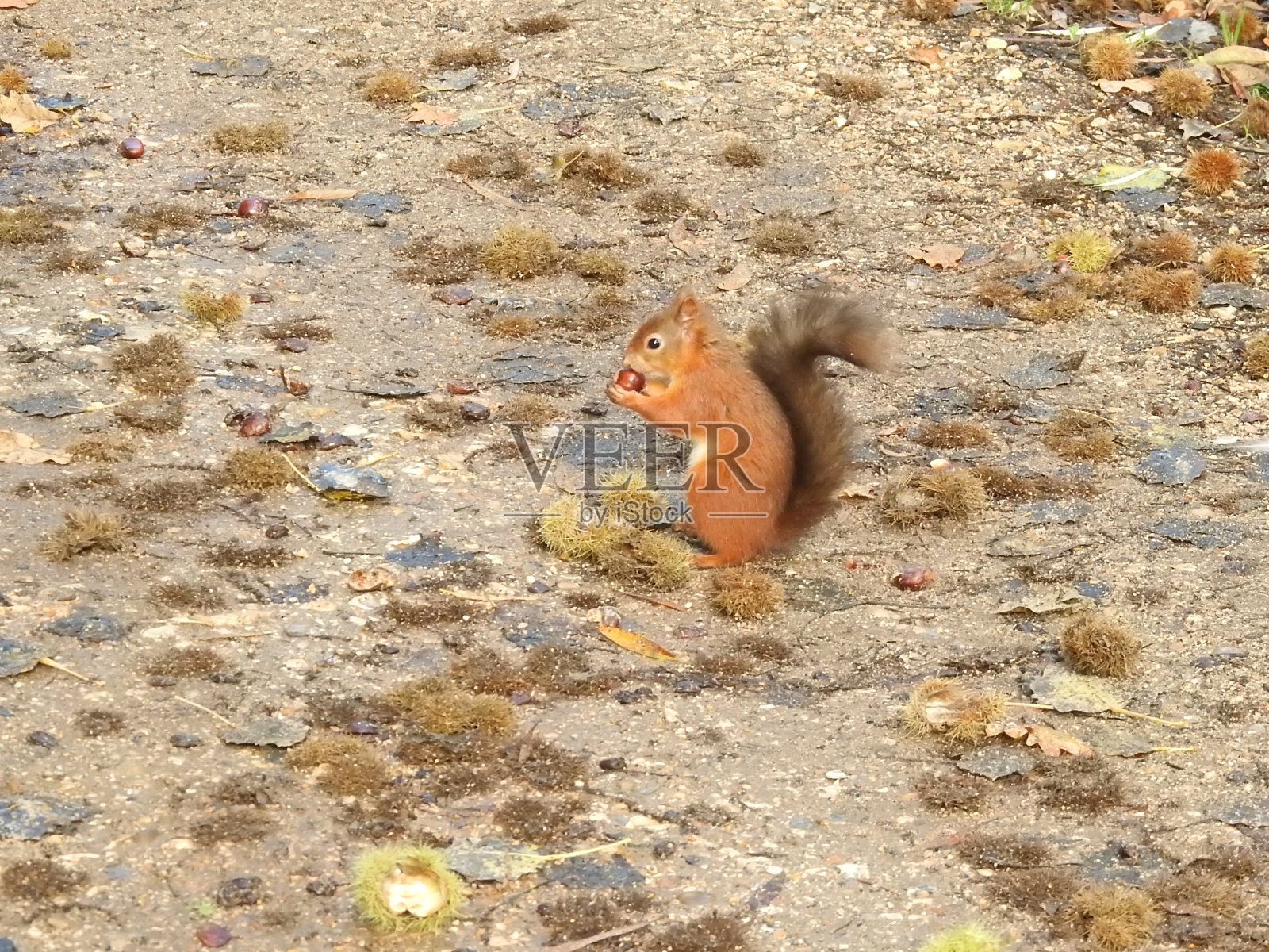 红松鼠准备剥栗子的侧视图照片摄影图片