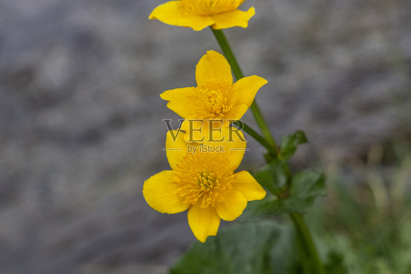 黄色的花照片摄影图片