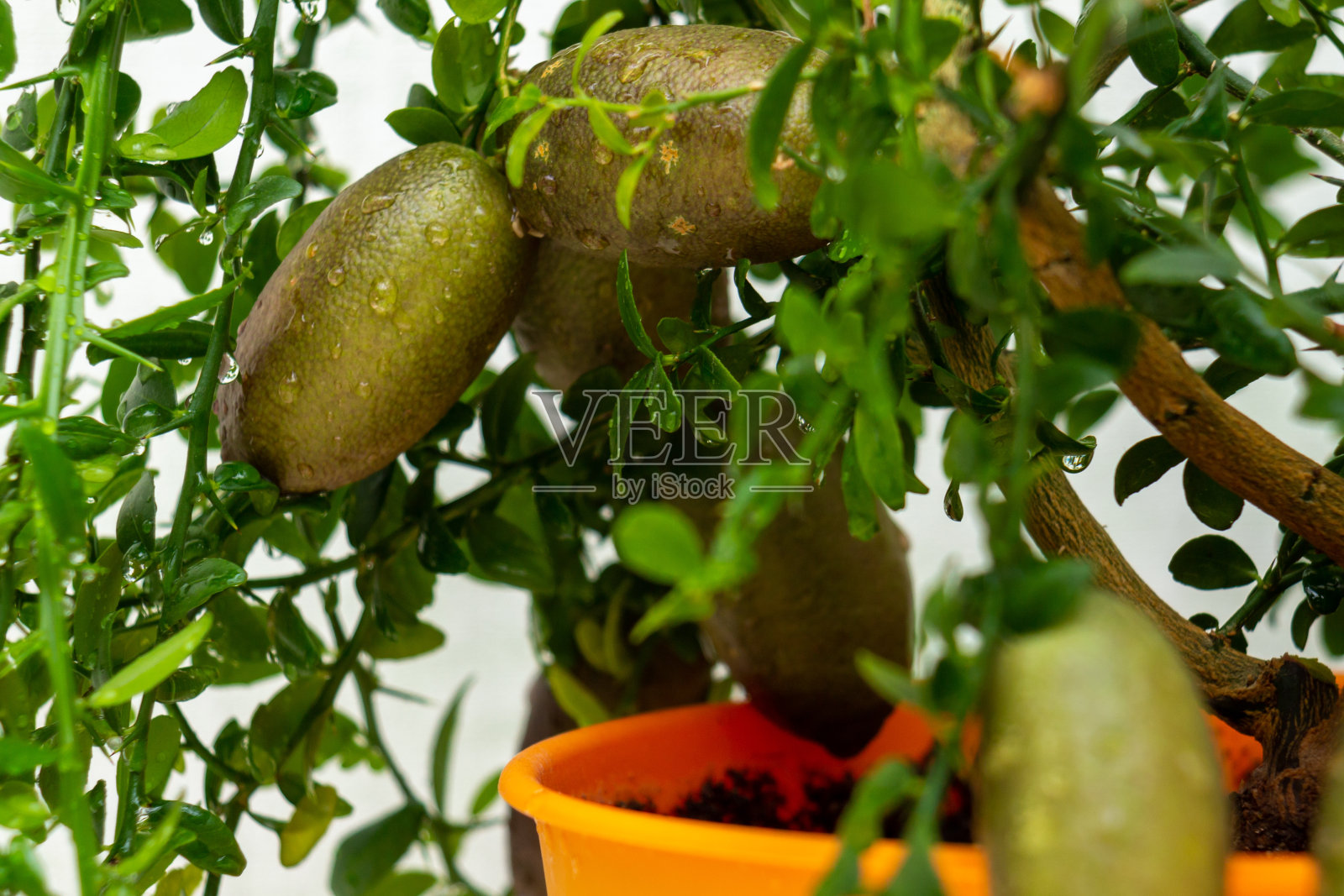 灌木枝条上有成熟的酒红色绿色细长果实,盆栽柑橘植物澳大利亚指酸橙,特写。室内柑橘树种植照片摄影图片