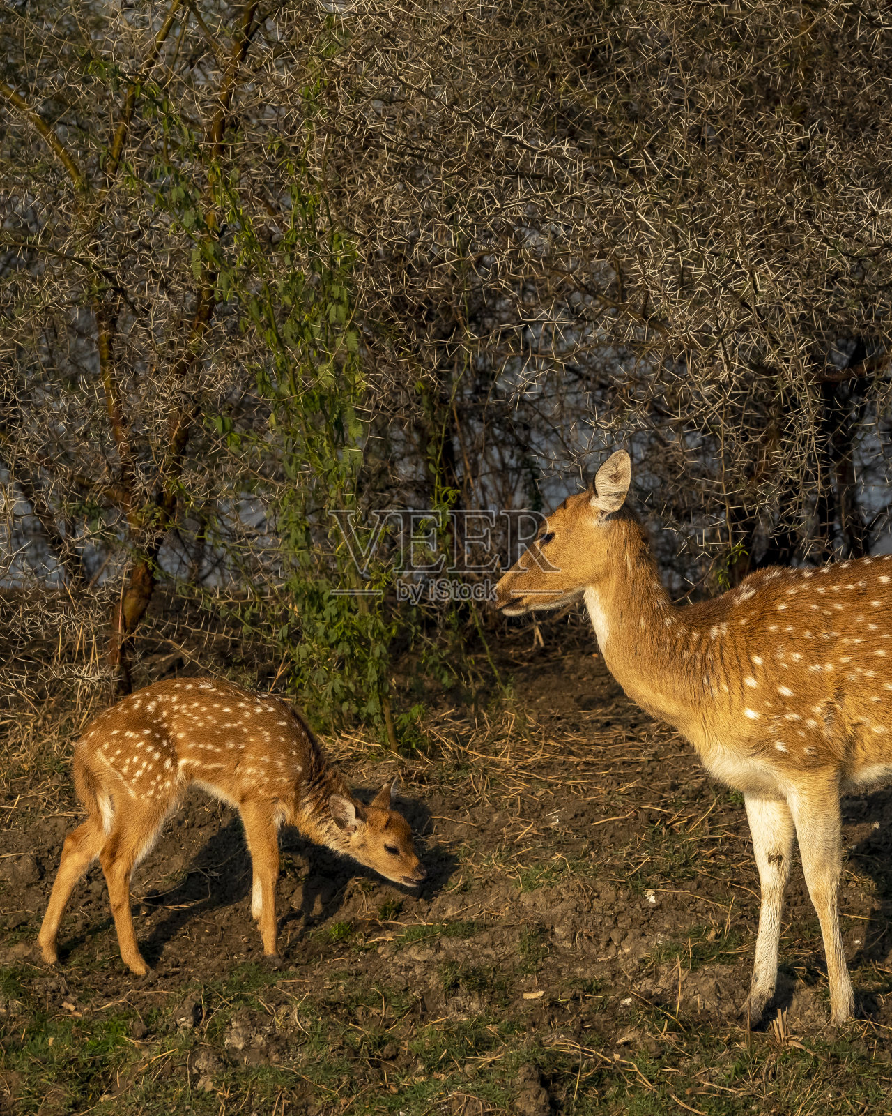 在亚洲印度的野生森林里,警惕的鹿妈妈带着她的小鹿照片摄影图片
