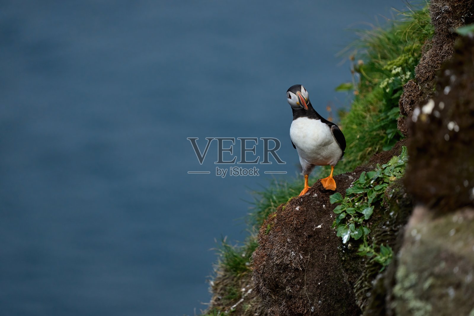 海雀站在悬崖边上看着相机照片摄影图片