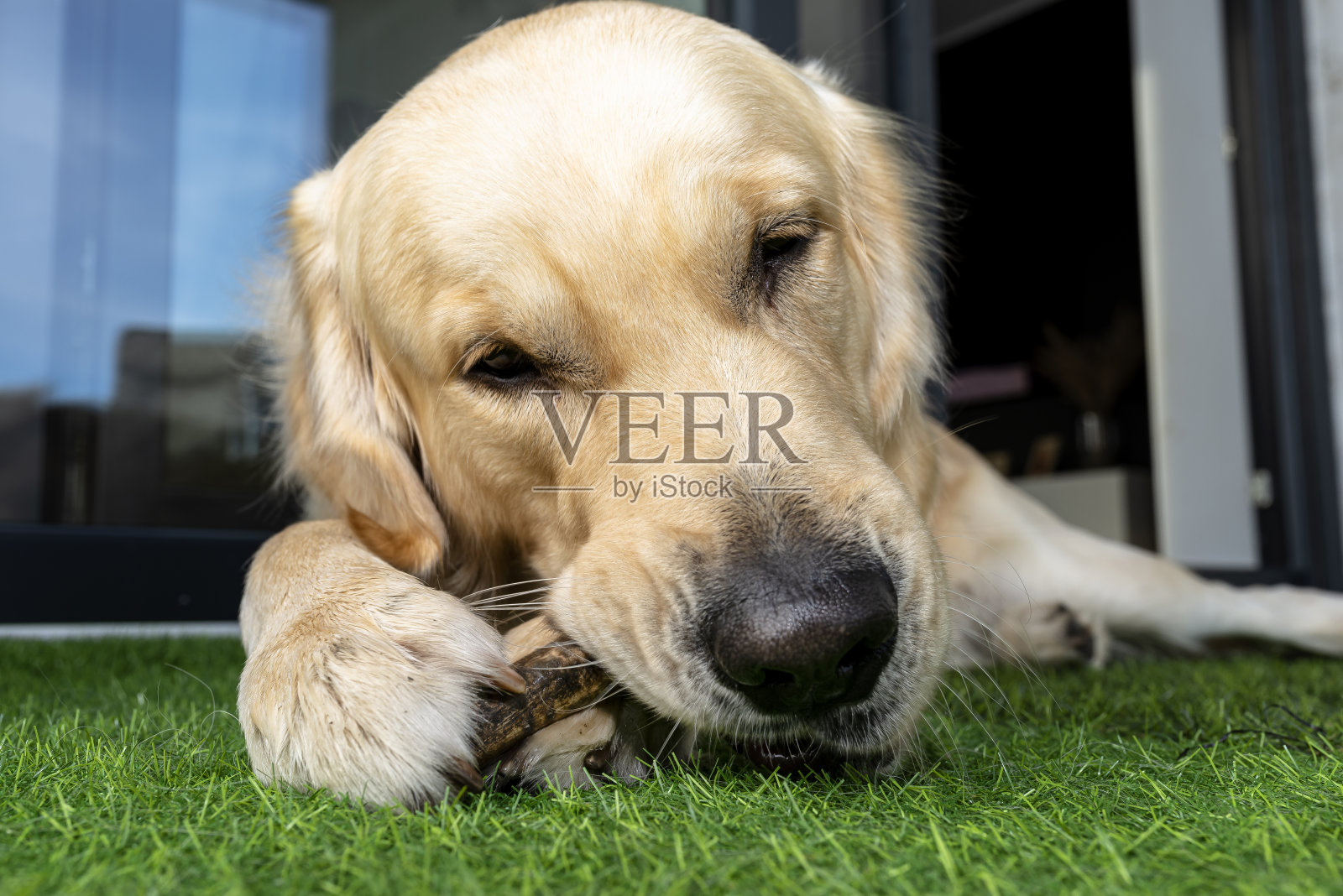在室外庭院的人造草地上,一只雄性金毛猎犬正在吃骨头。照片摄影图片