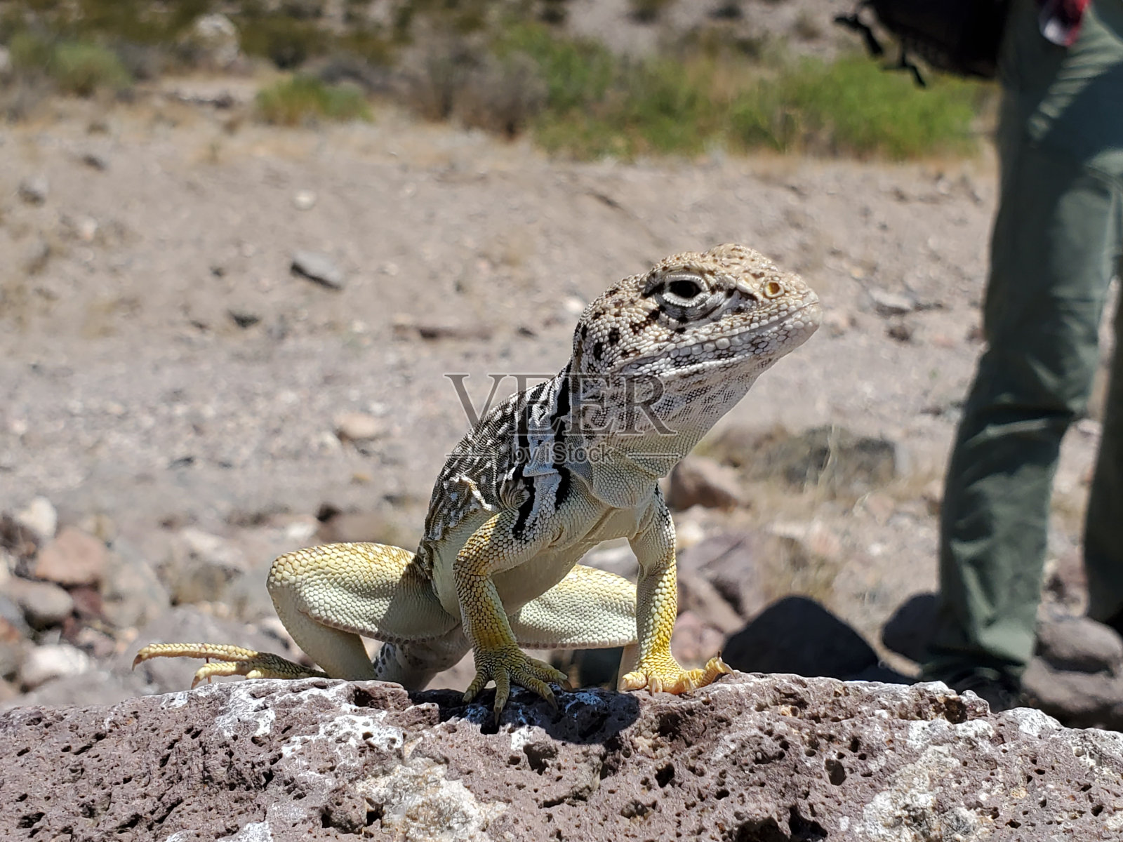 蜥蜴站在地上照片摄影图片