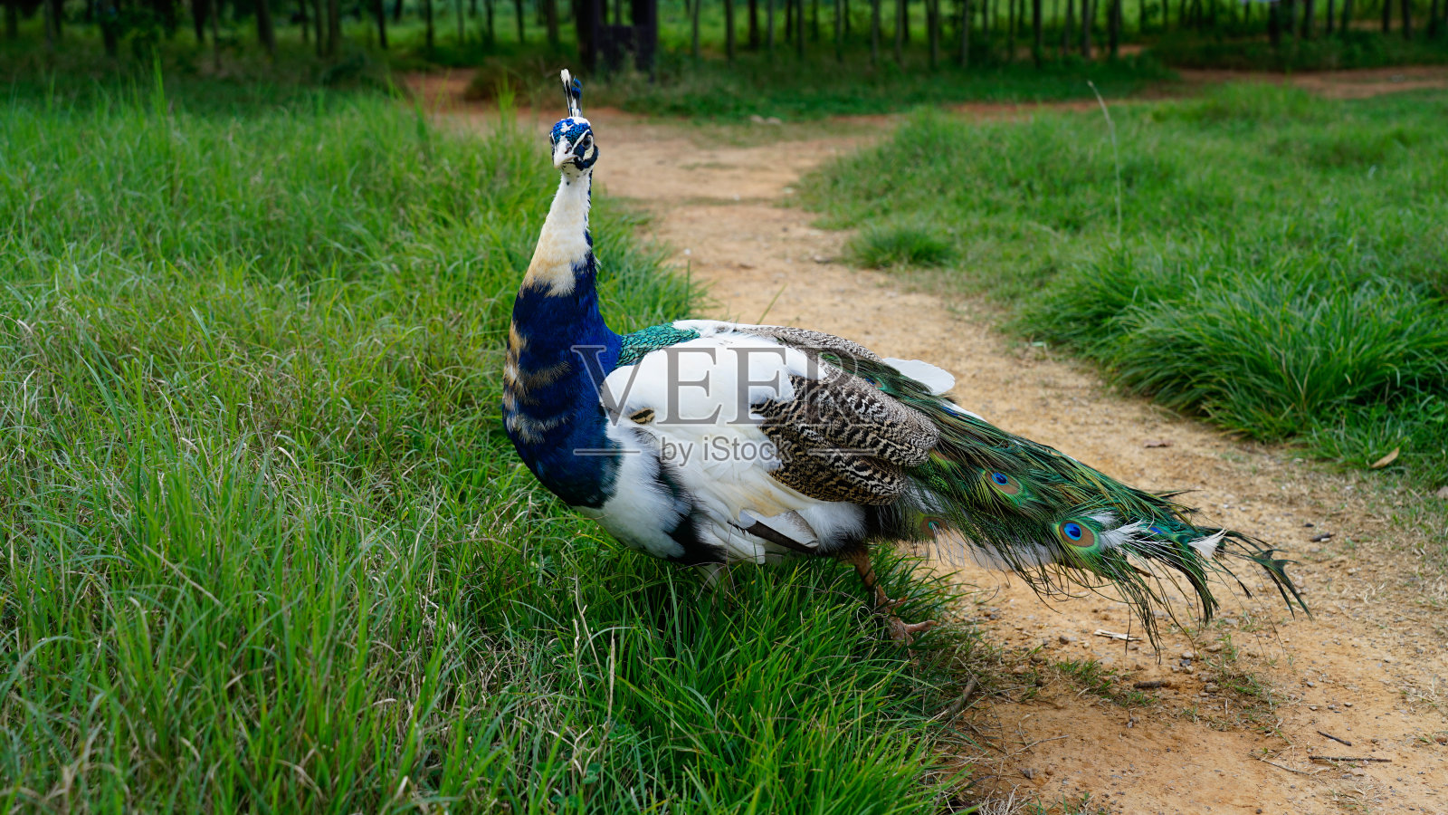 印度蓝孔雀照片摄影图片