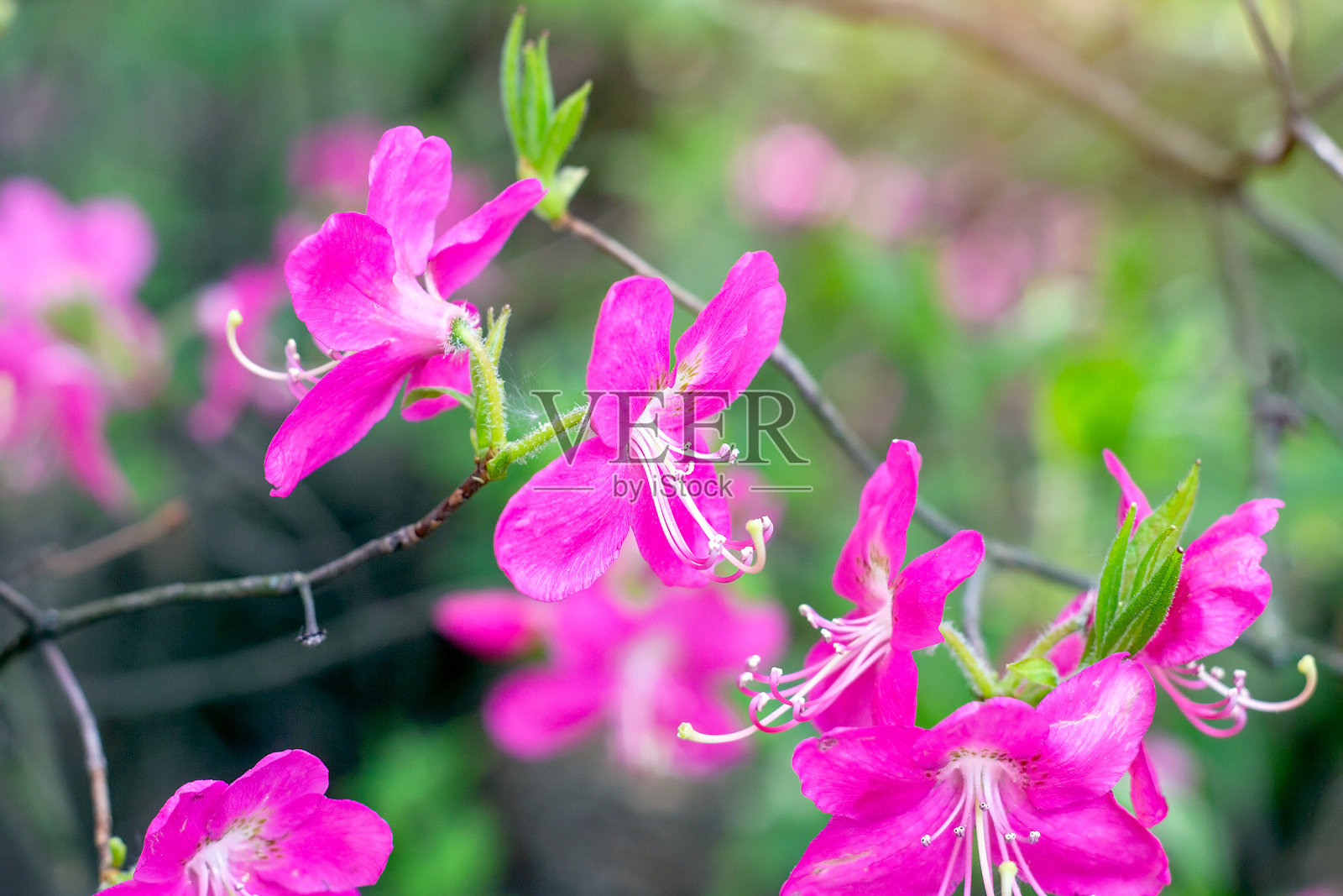 明亮的粉红色杜鹃花在夏天的花园和叶子照片摄影图片