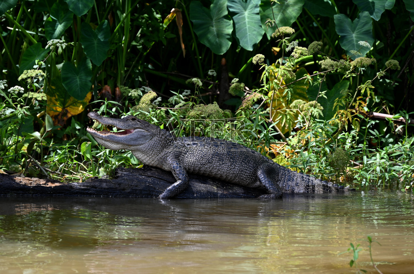 蜂蜜岛沼泽,斯莱德尔,路易斯安那州照片摄影图片