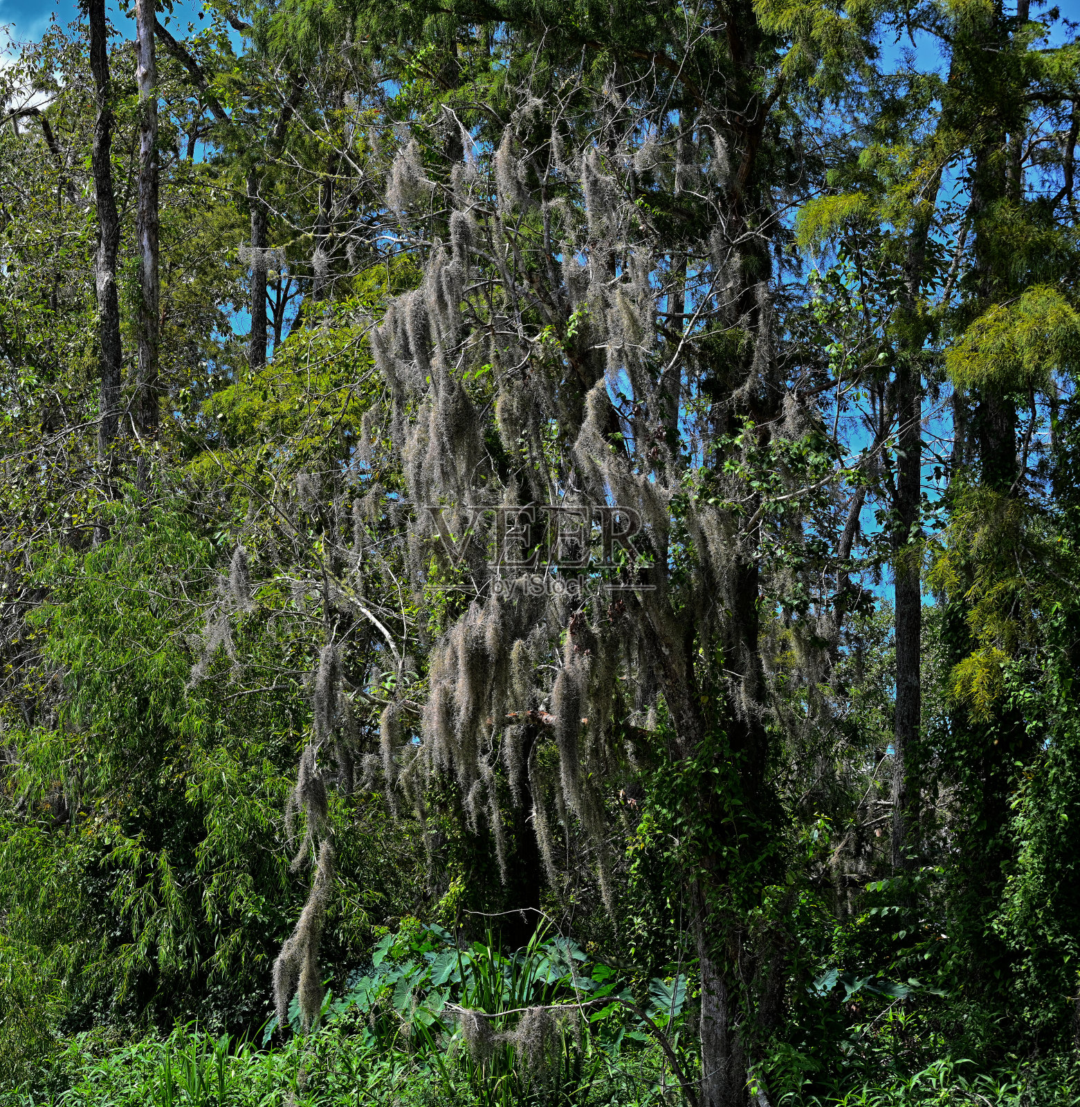 蜂蜜岛沼泽,斯莱德尔,路易斯安那州照片摄影图片