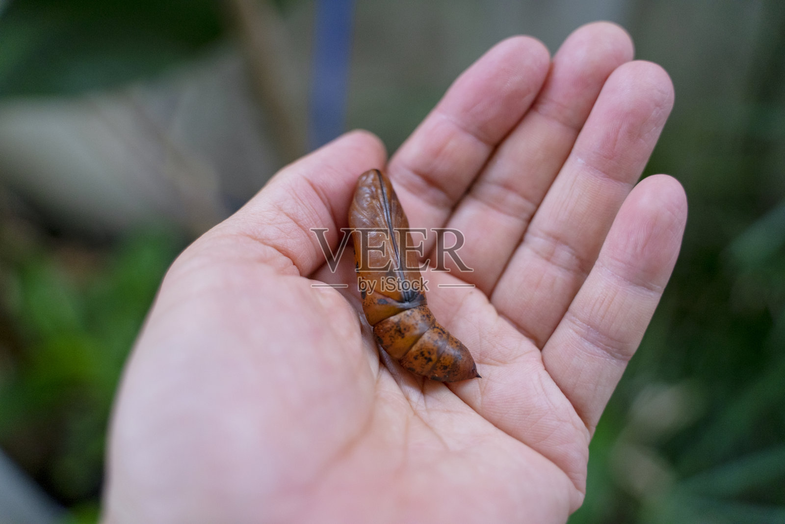 巨夜蝶蛹在手。照片摄影图片