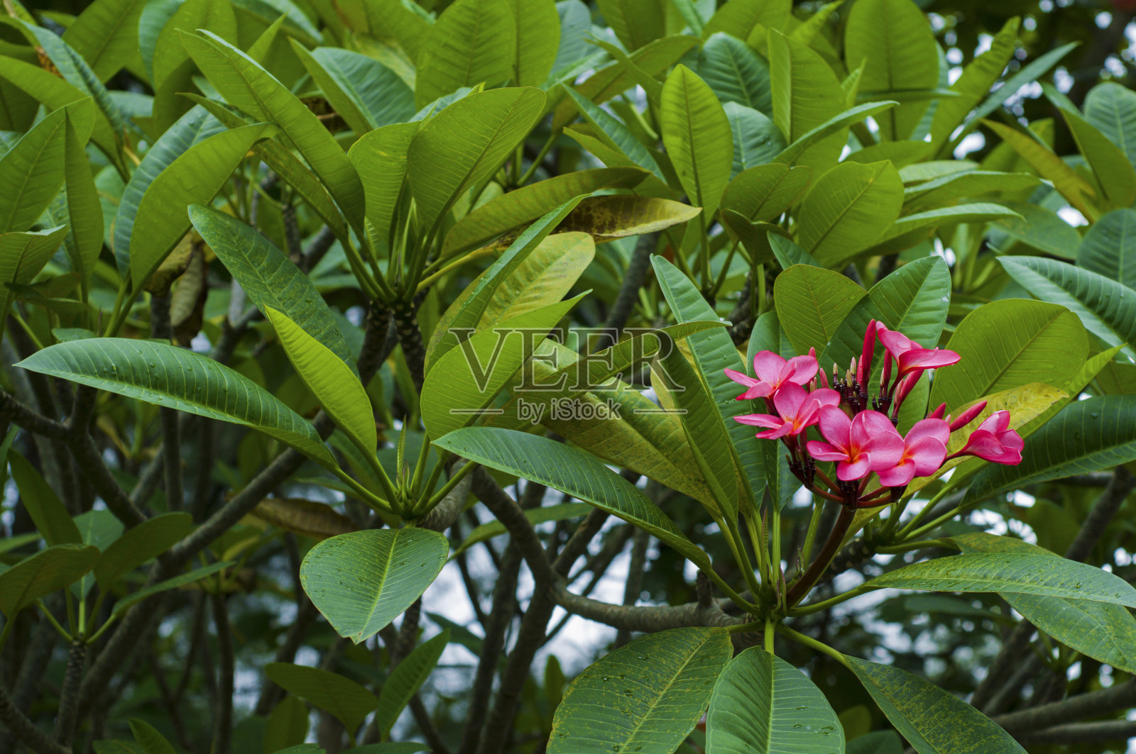 plumeria花照片摄影图片