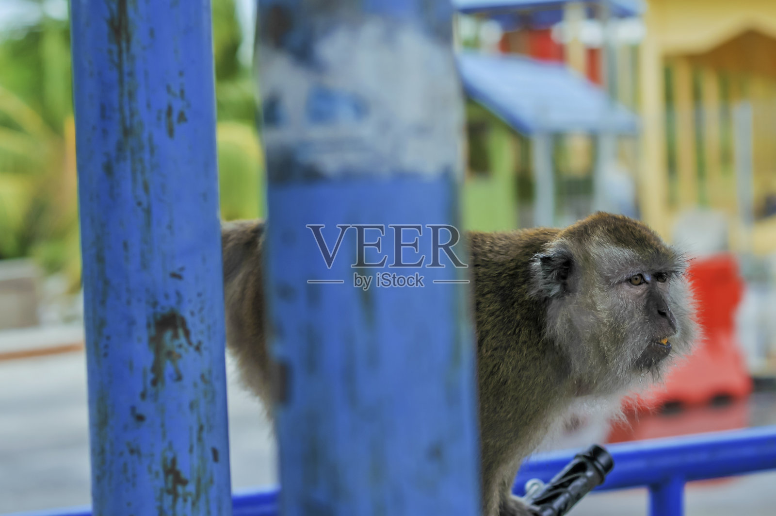 一只猴子照片摄影图片