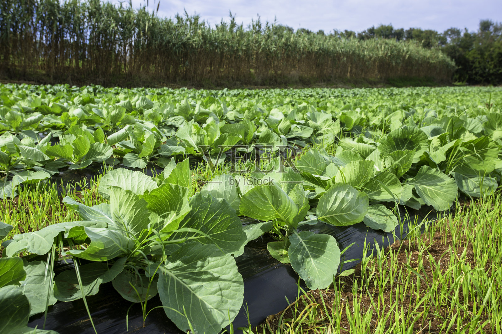 卷心菜领域照片摄影图片
