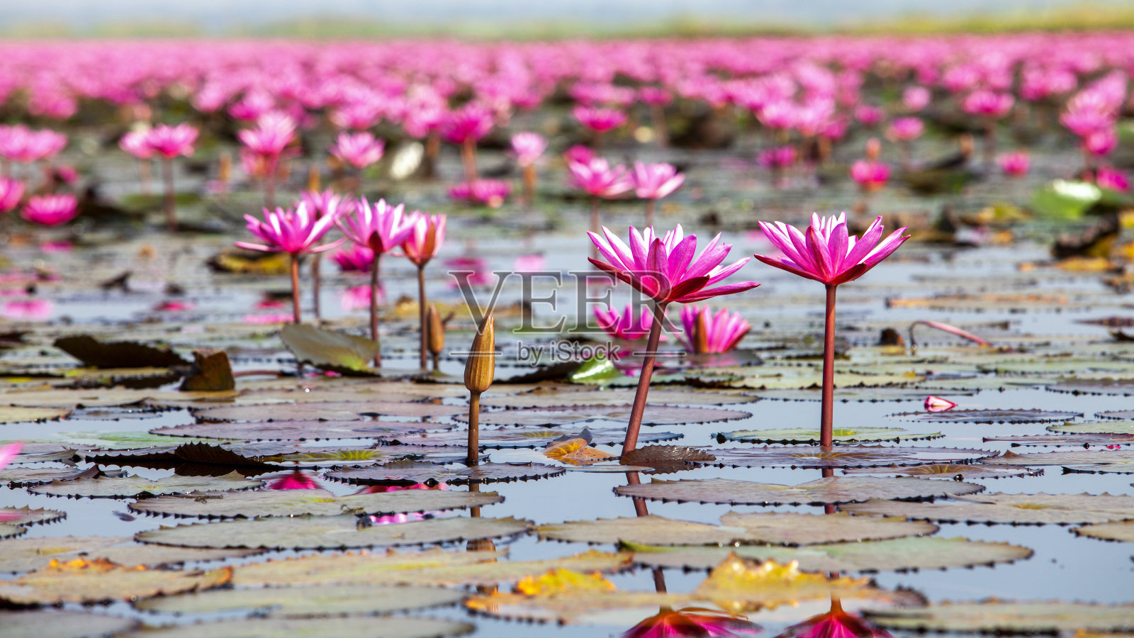 Ban Bua Daeng,农汉乌冬他尼,美丽的荷花田在红莲全景视图。照片摄影图片