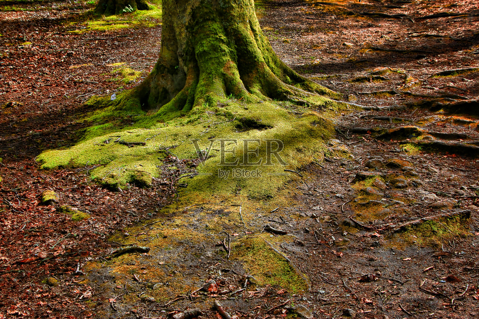 乔木照片摄影图片