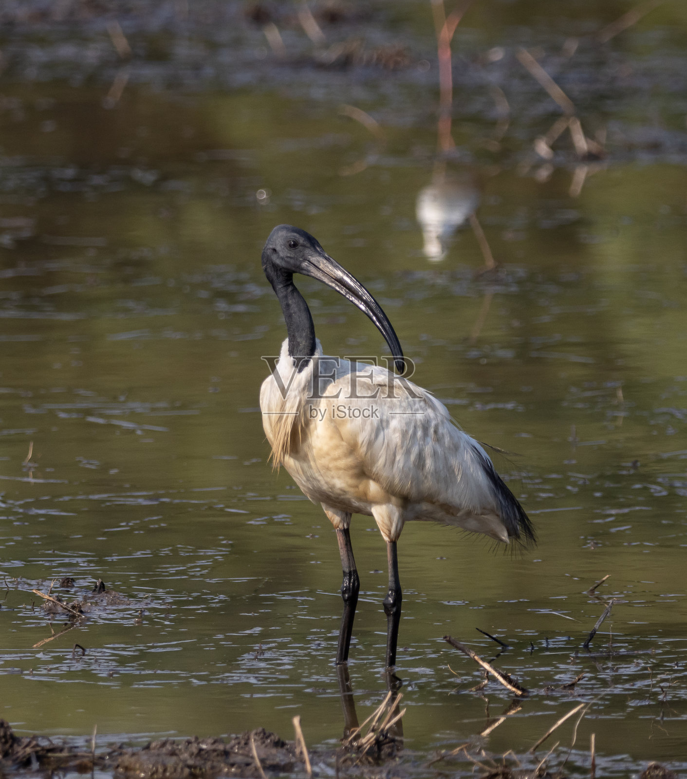 黑头朱鹭在水中寻找食物。照片摄影图片
